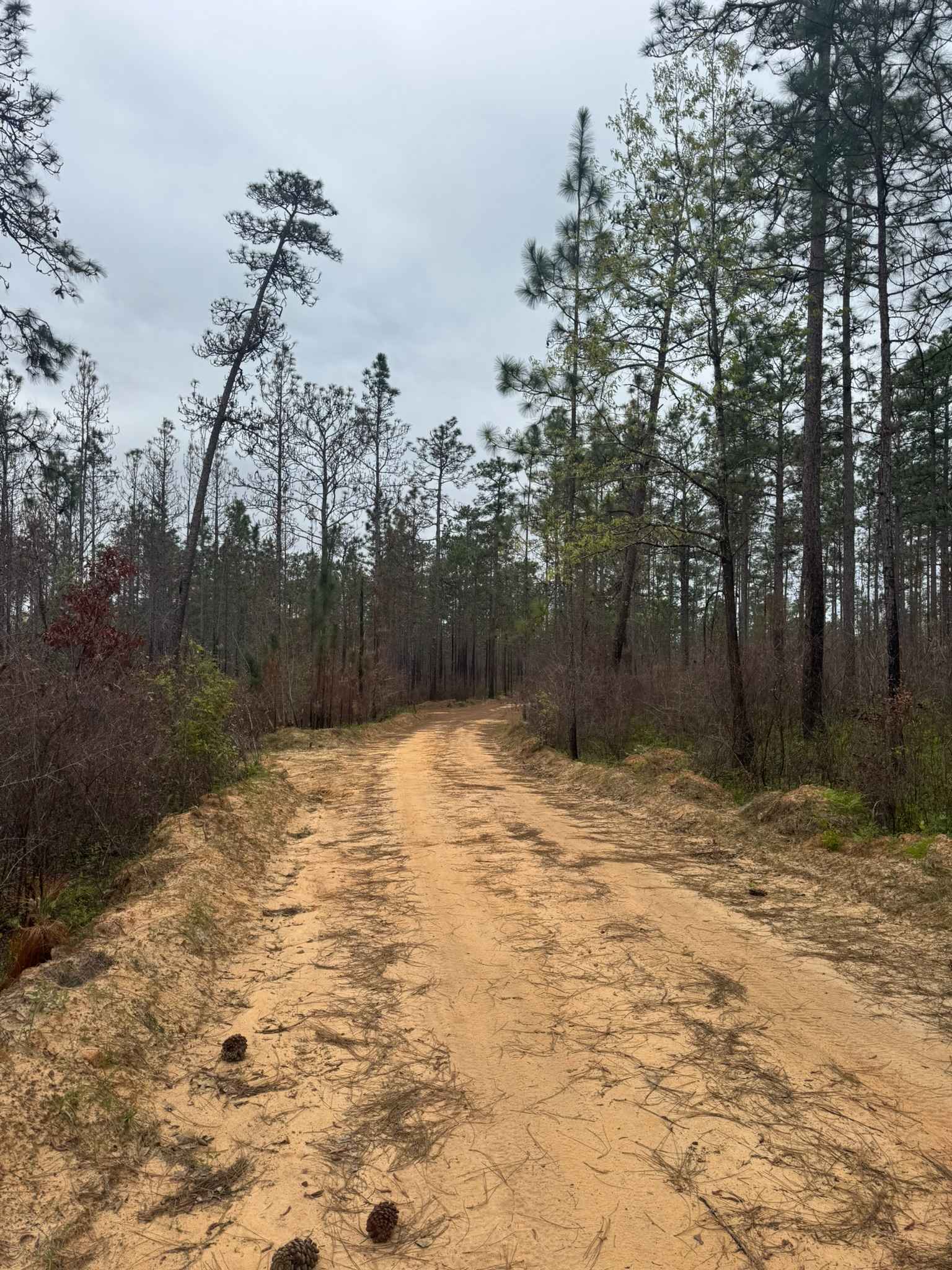 Longleaf Pine Run