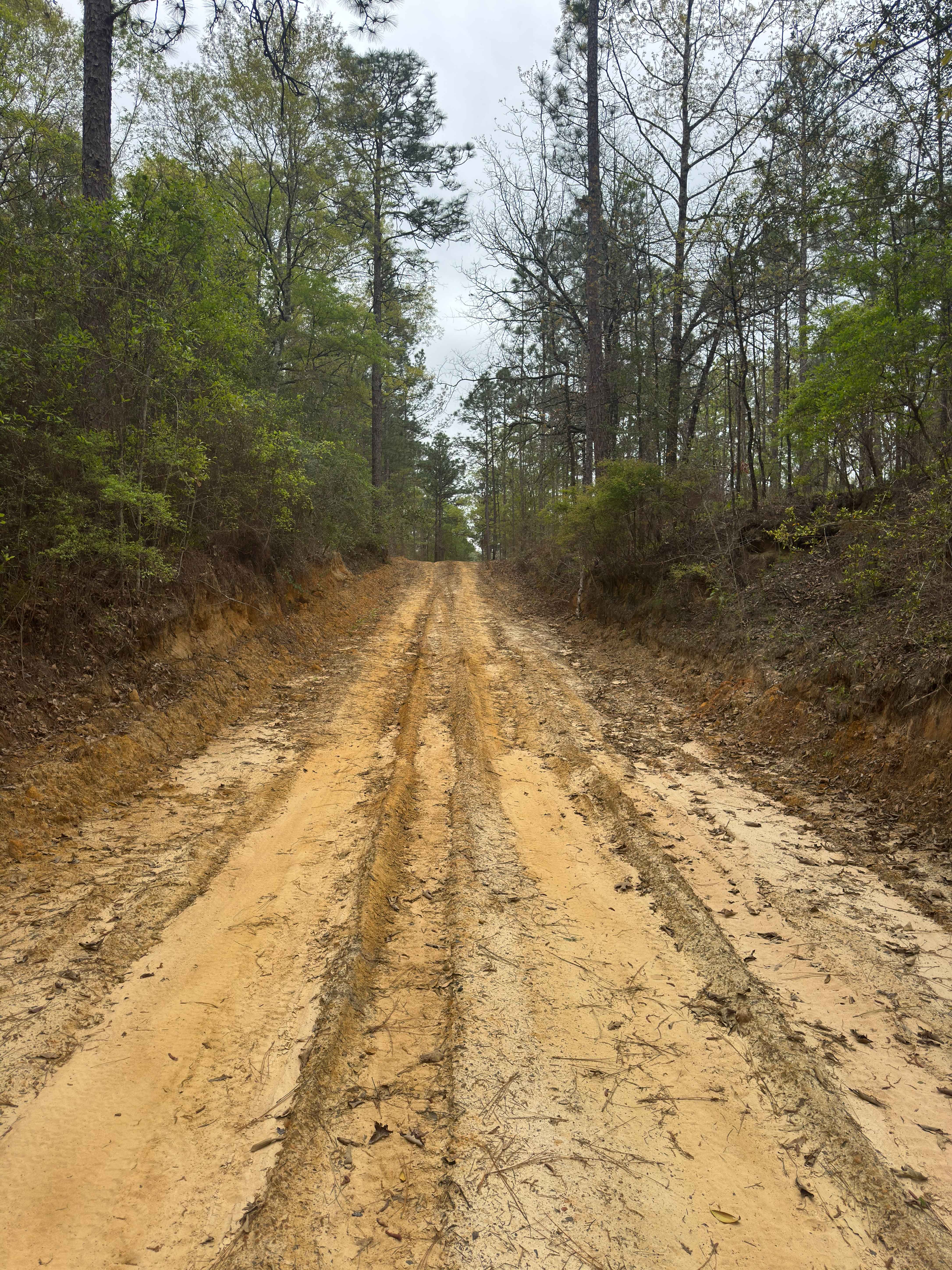 Longleaf Pine Run