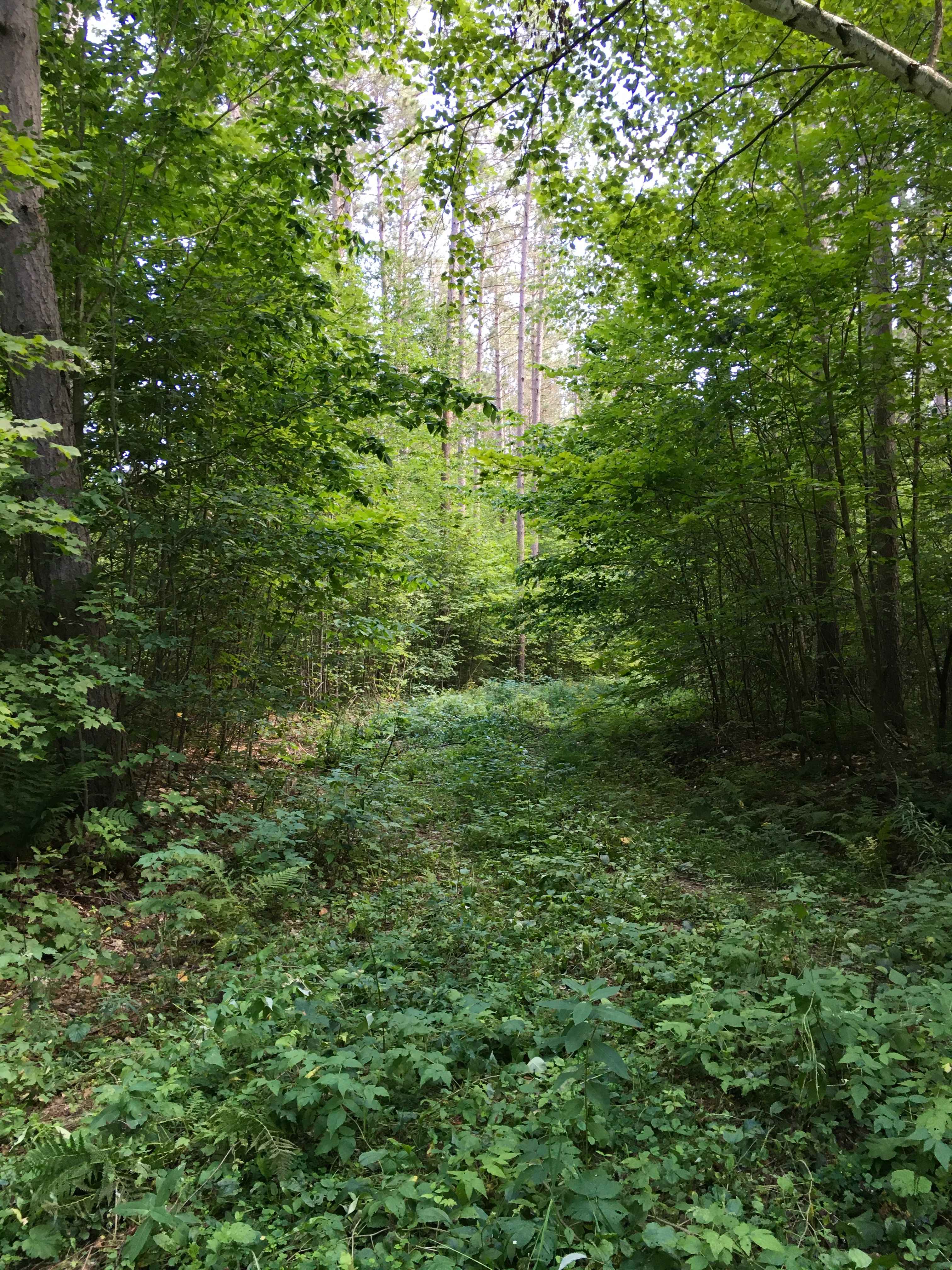 Burma Grade Spur F - FS 3124F