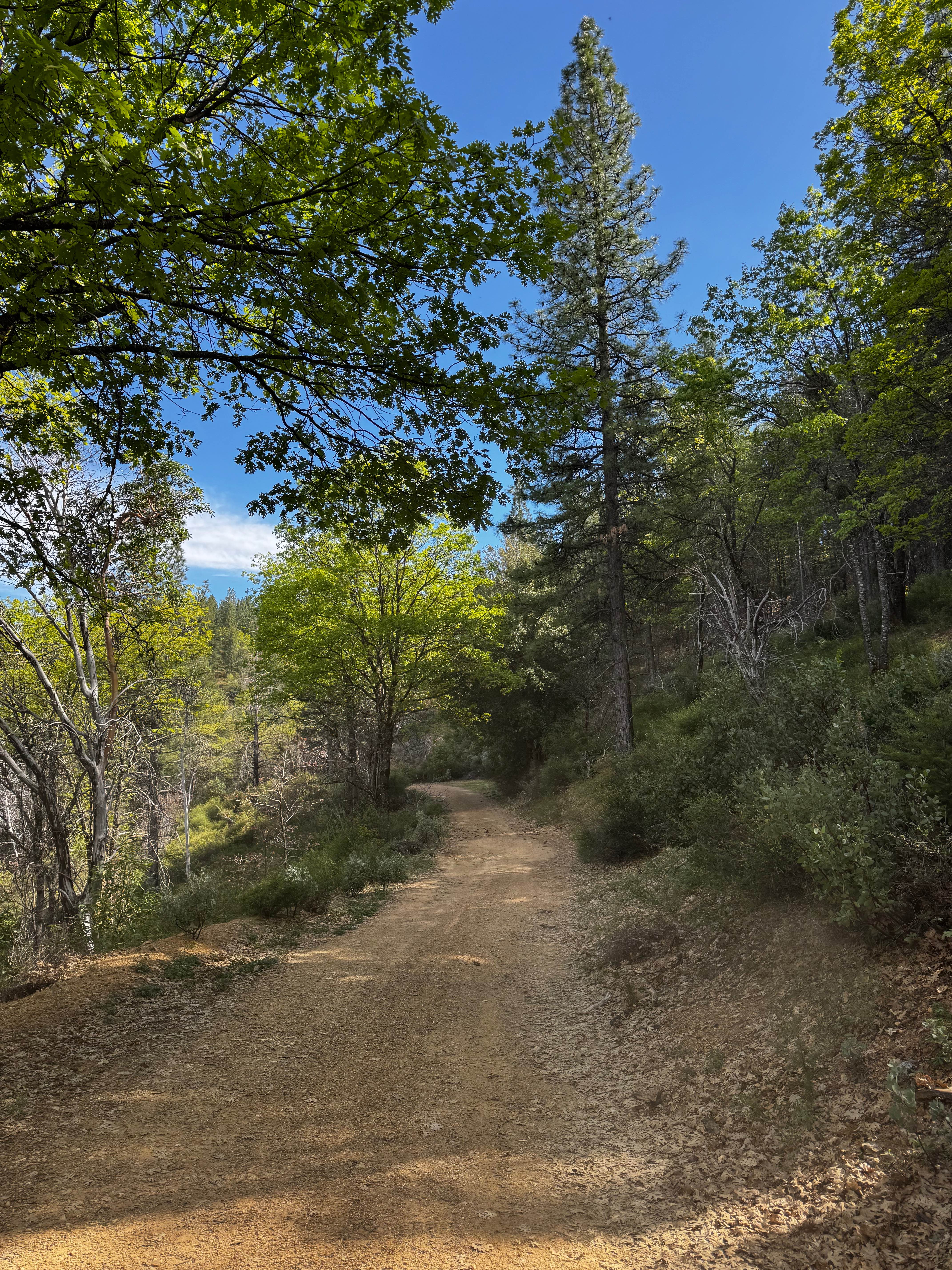 Willow Rock - FS 17N39