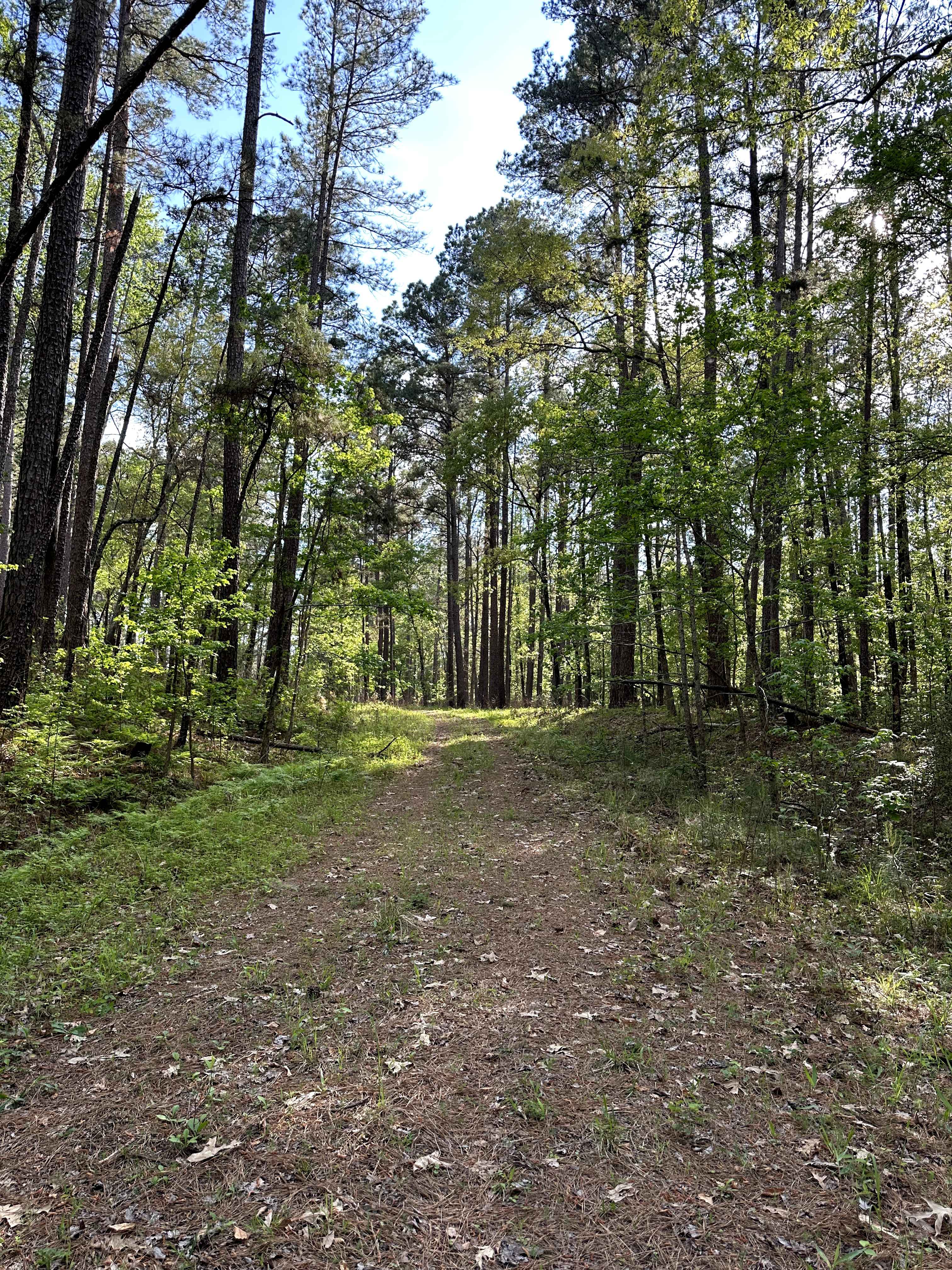 North Tadmor - FS 558