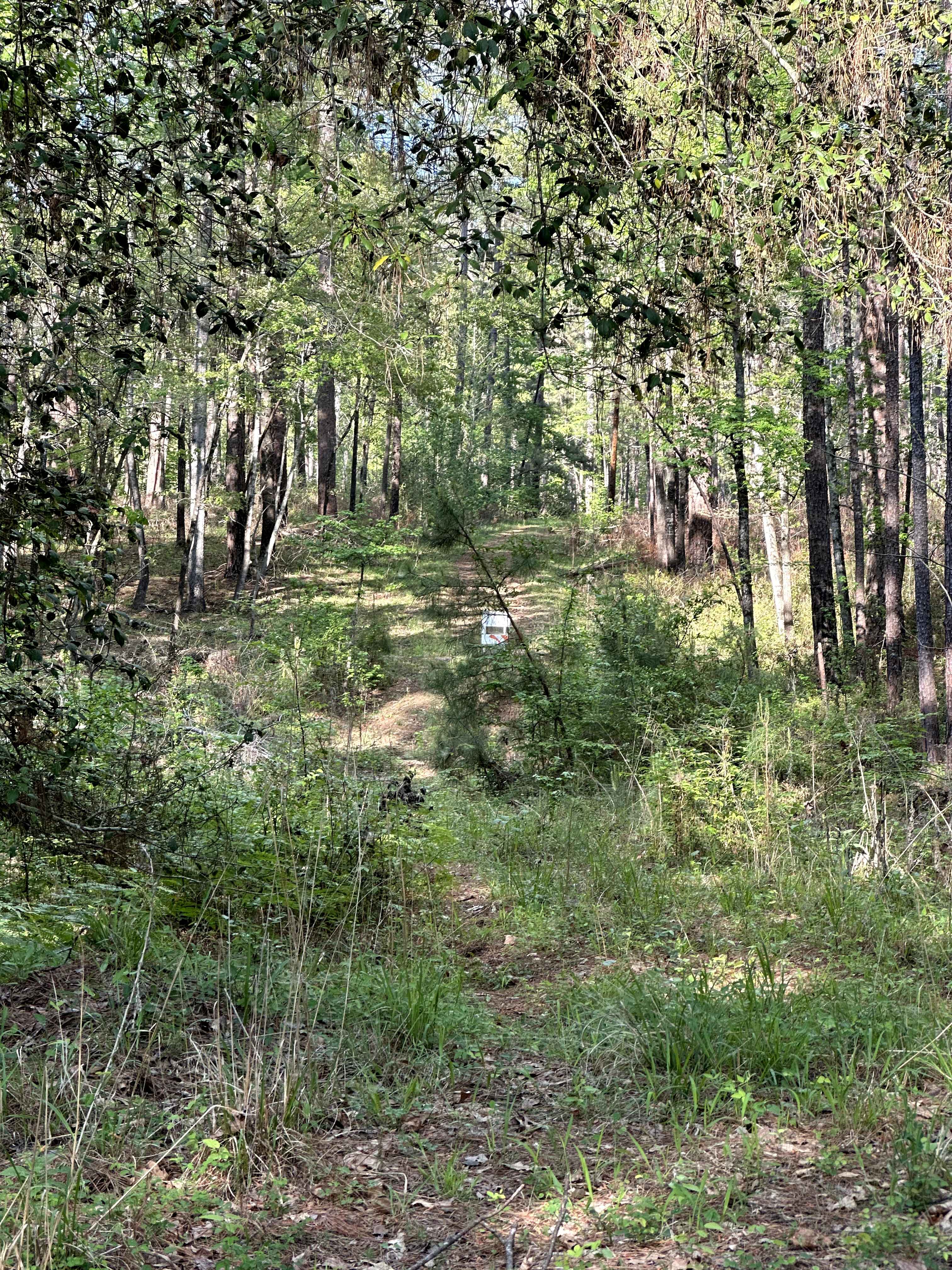 North Tadmor - FS 558