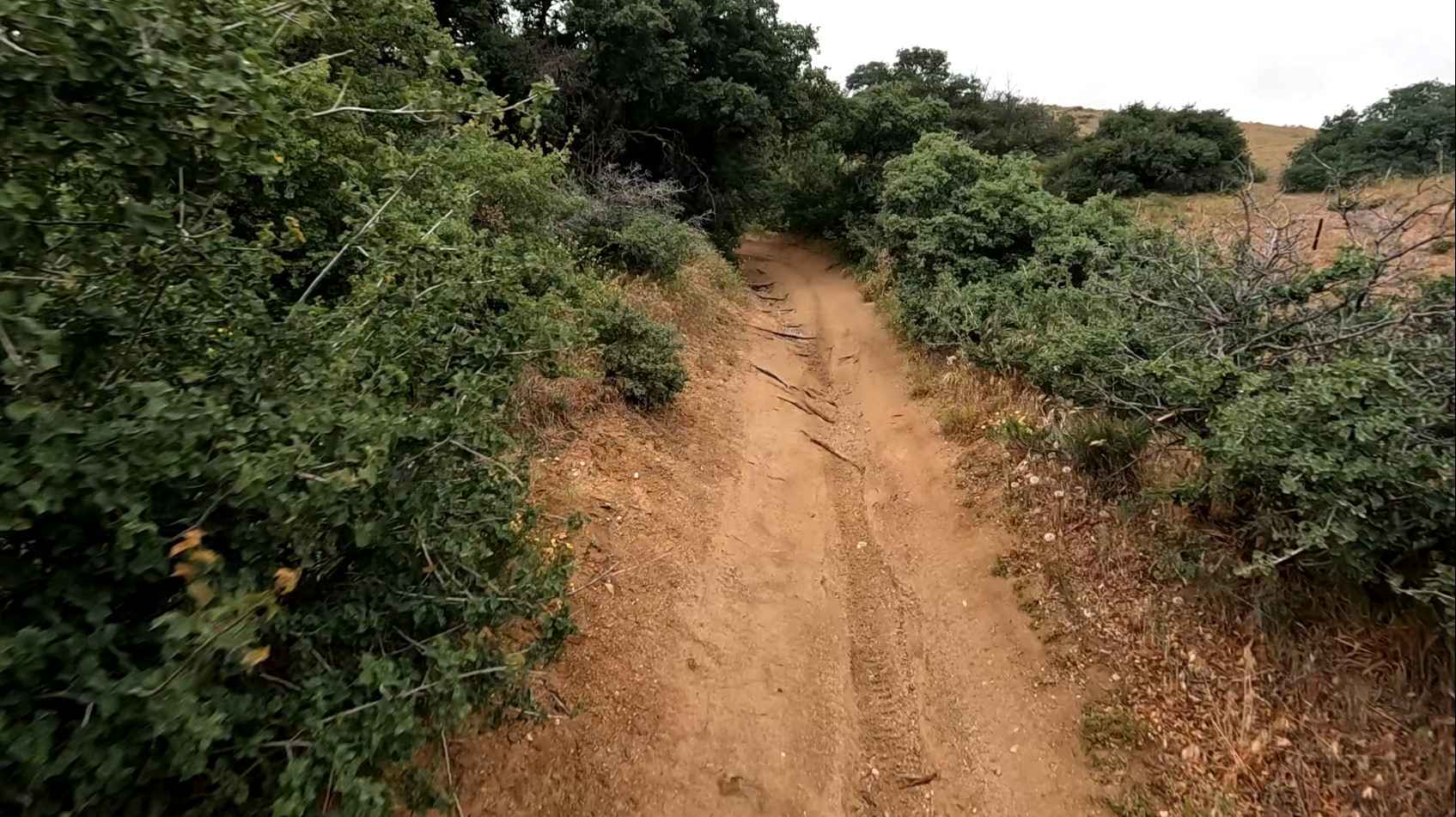 Coyote Trail