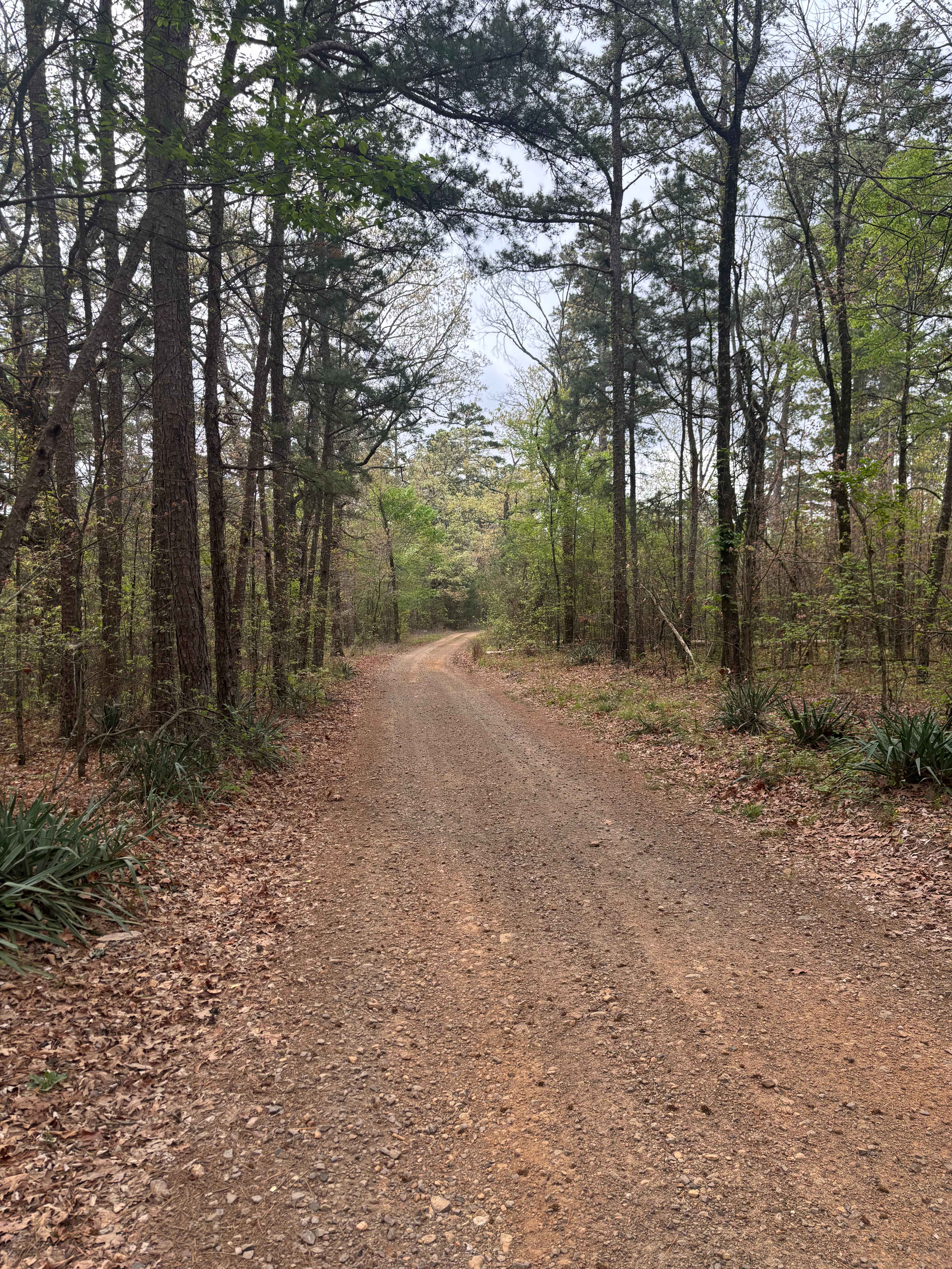 West Fork Point Remove Creek