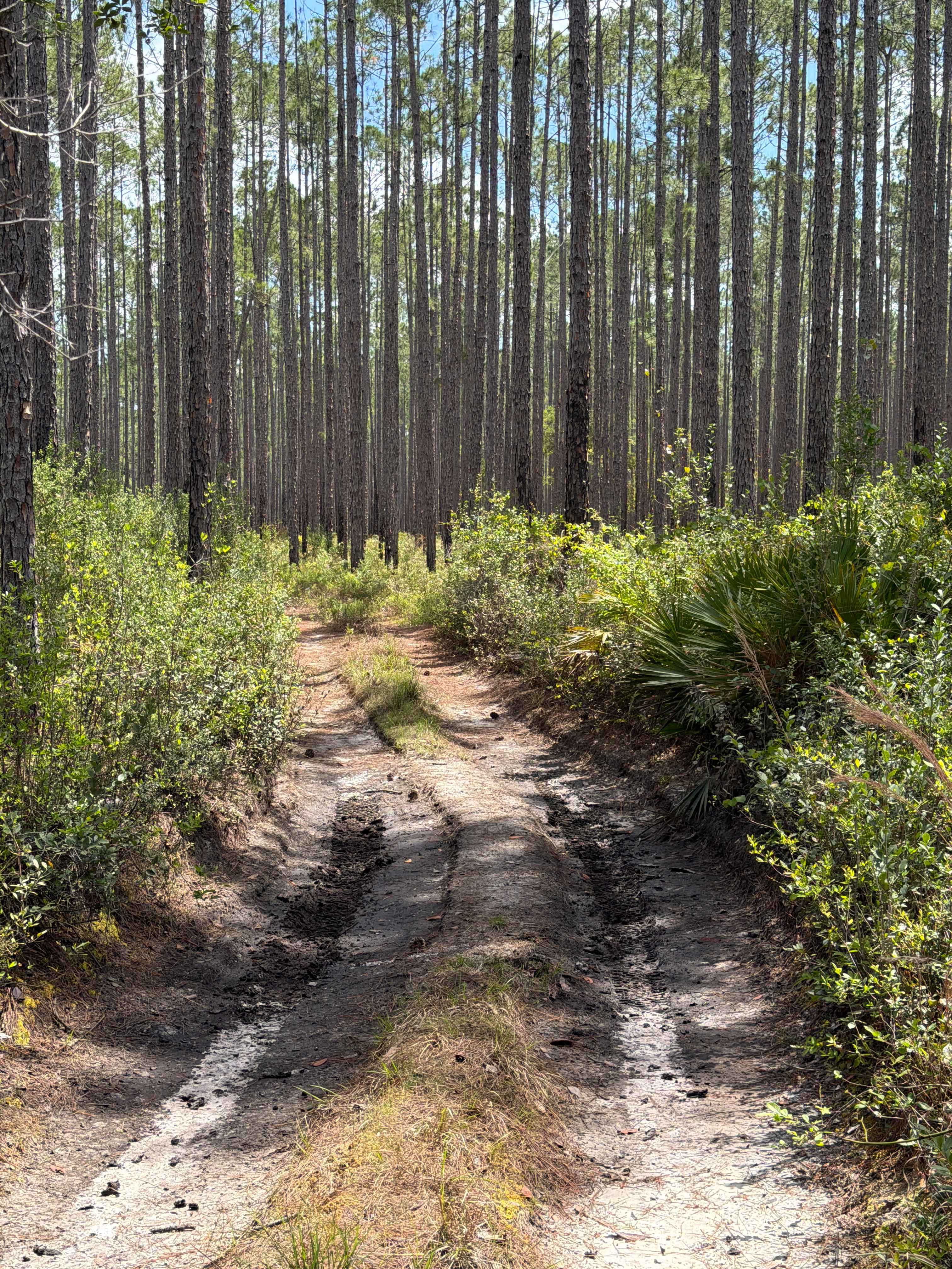 Firewood Loop - Apalachicola 364 C
