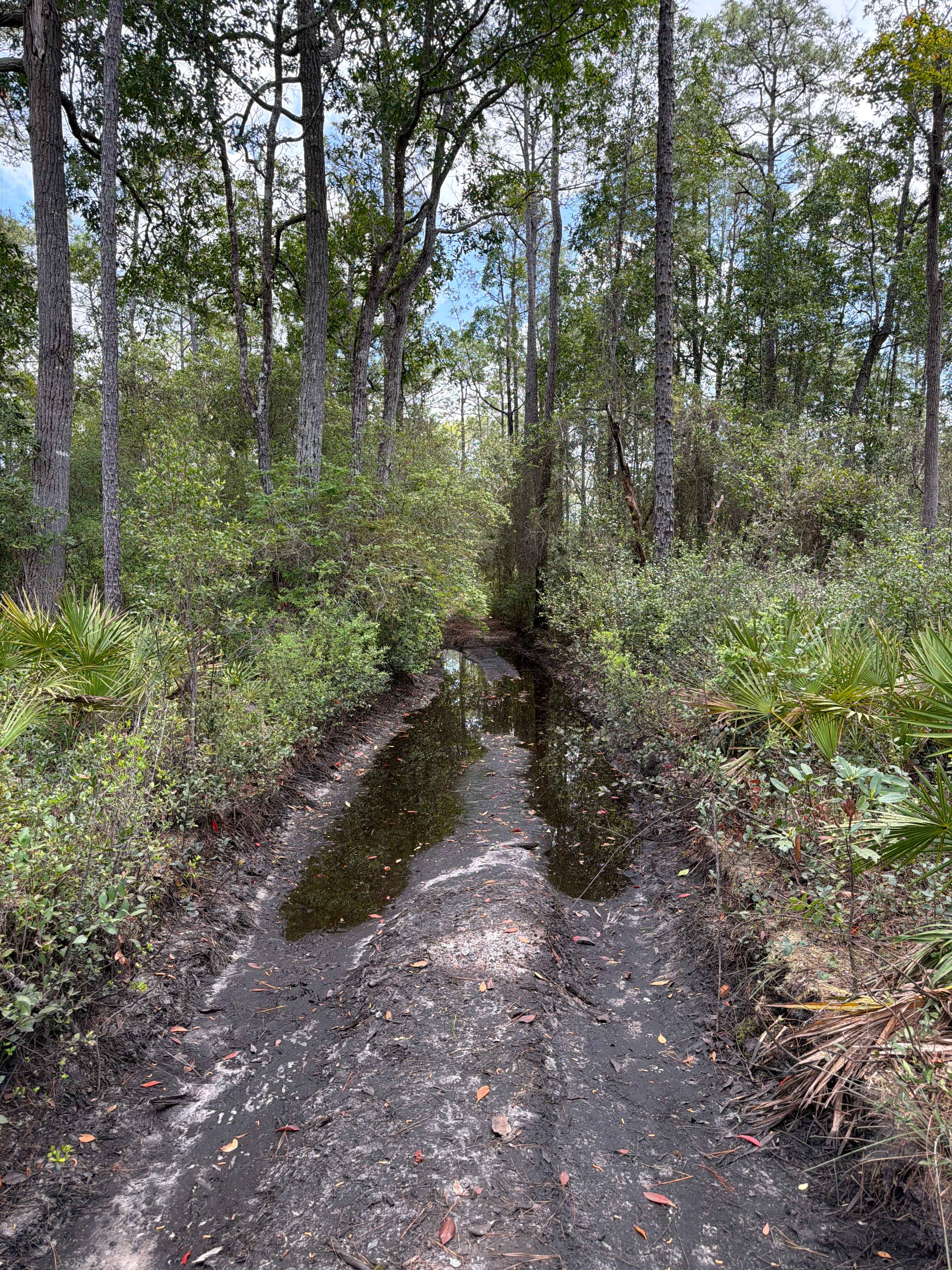 Firewood Loop - Apalachicola 364 C