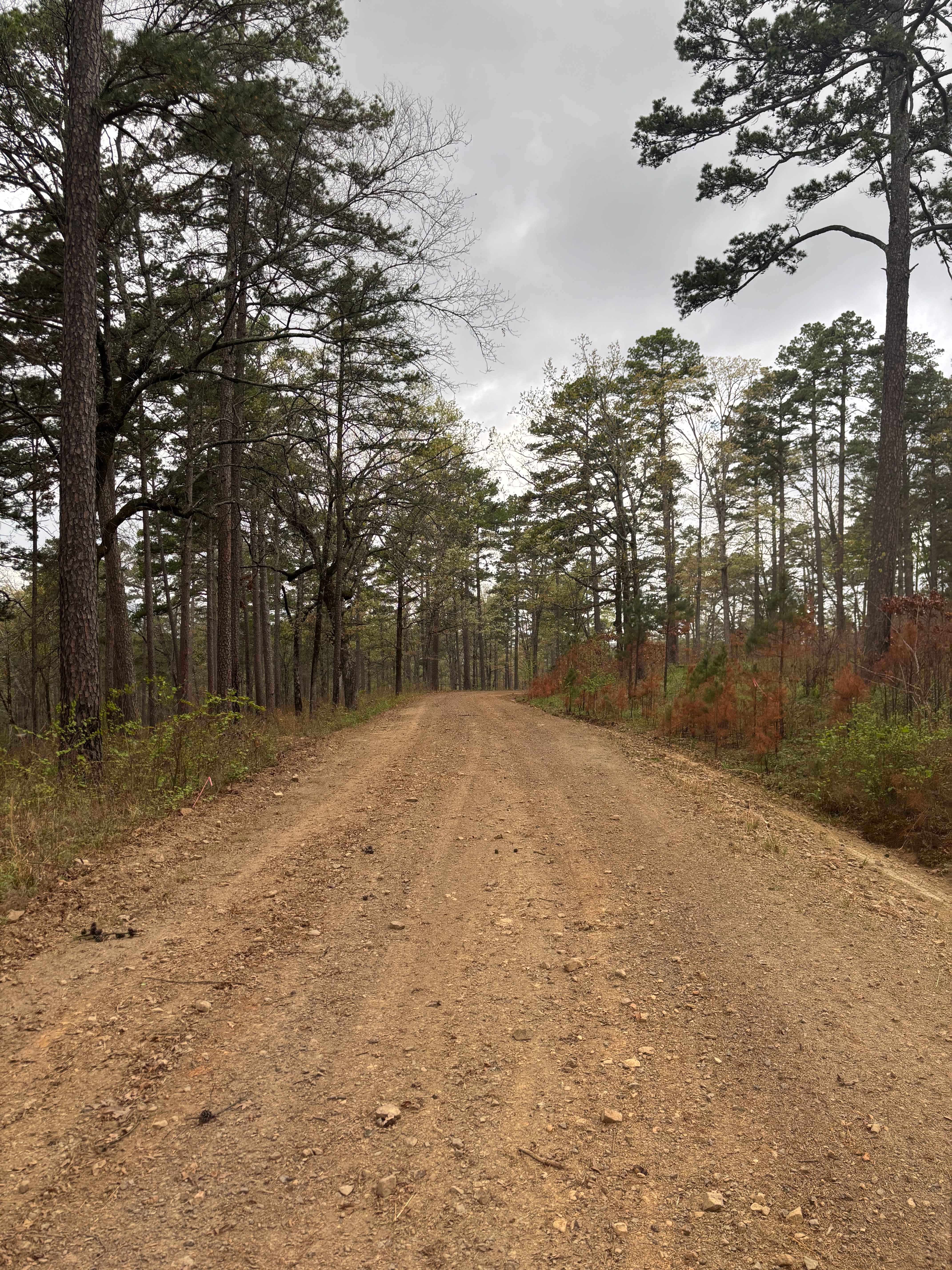 Tackett Mountain 1337