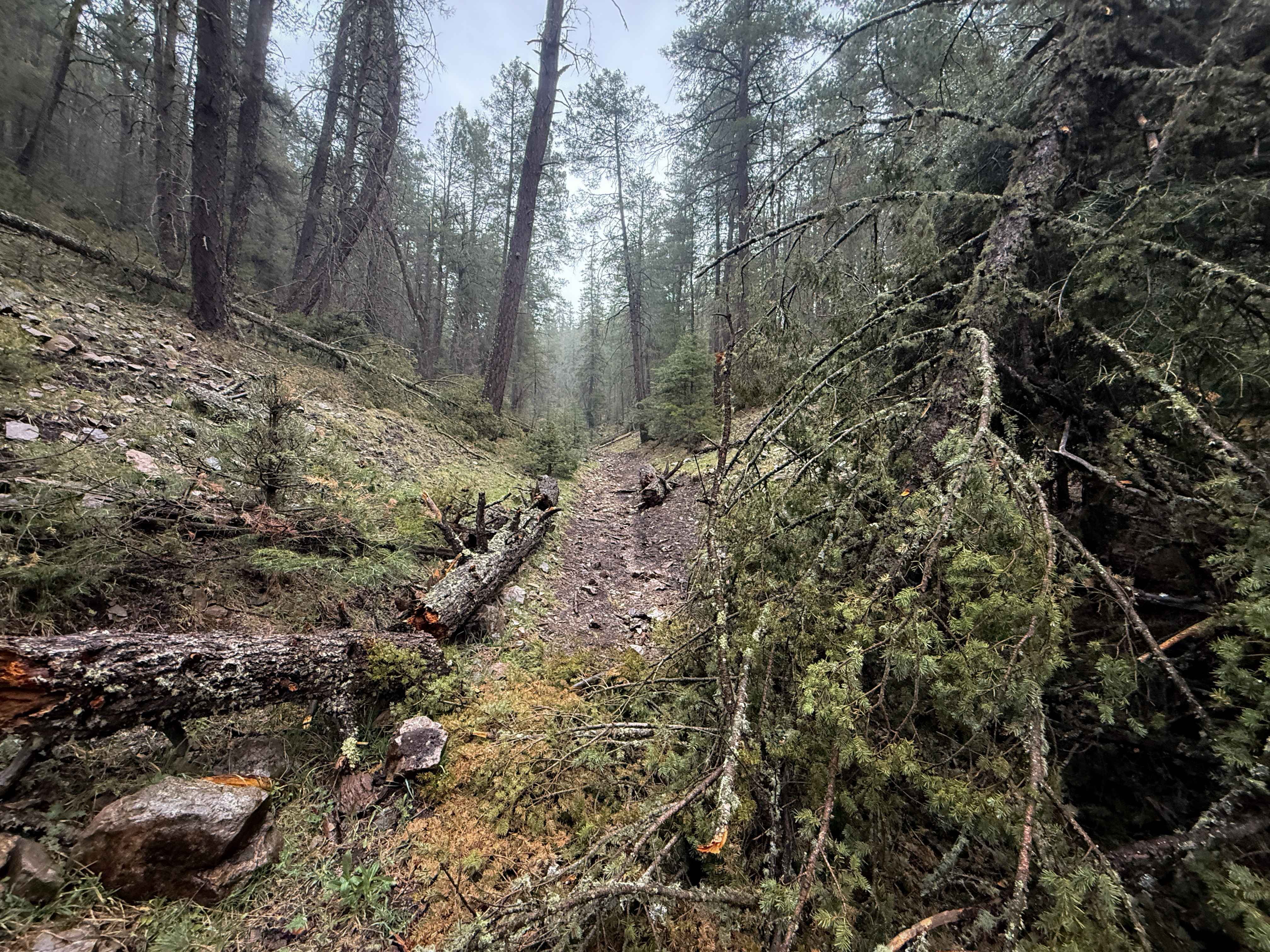 Corral Canyon - FS 537