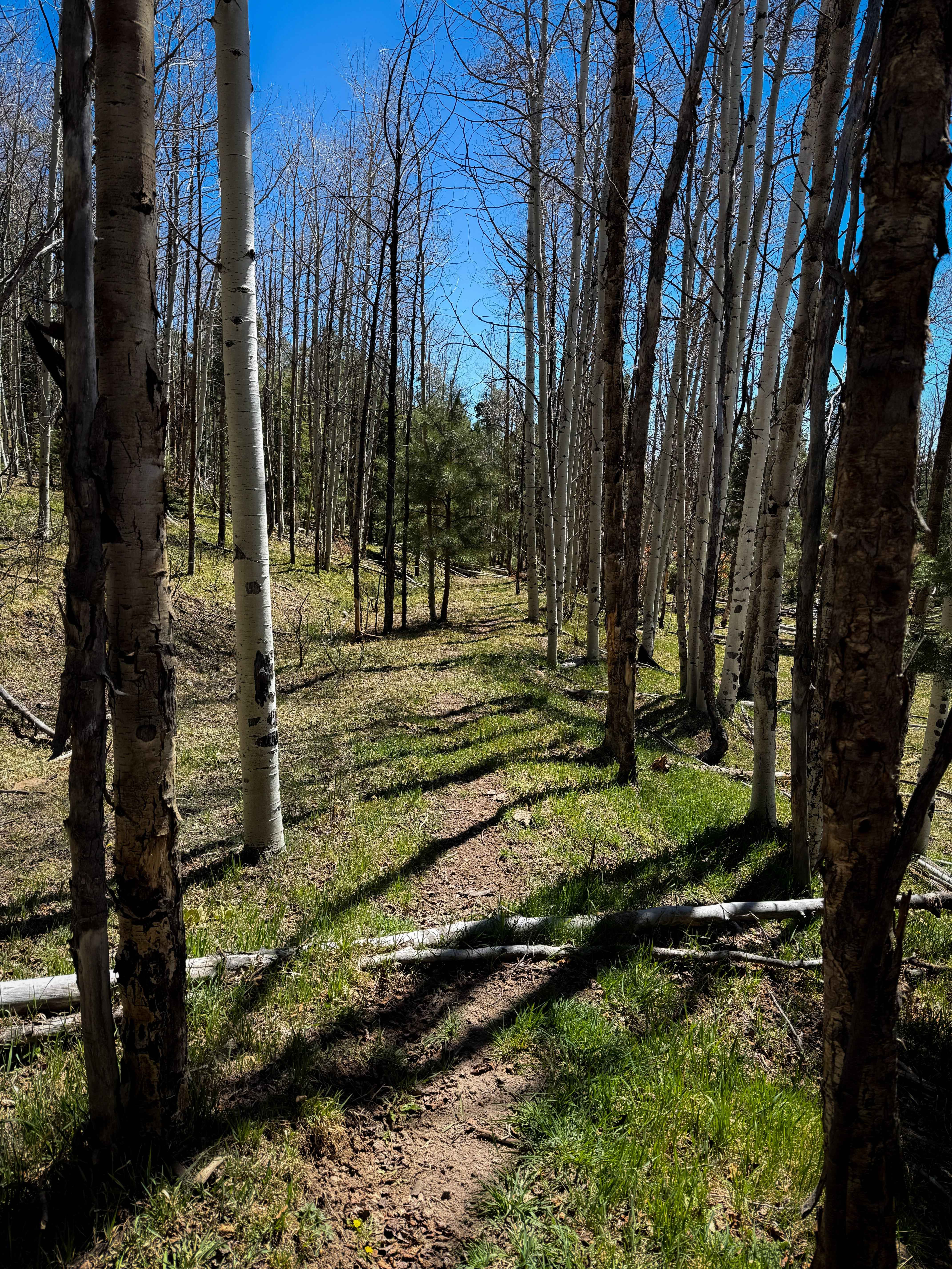 Lake Fork Mesa Loop - 505A