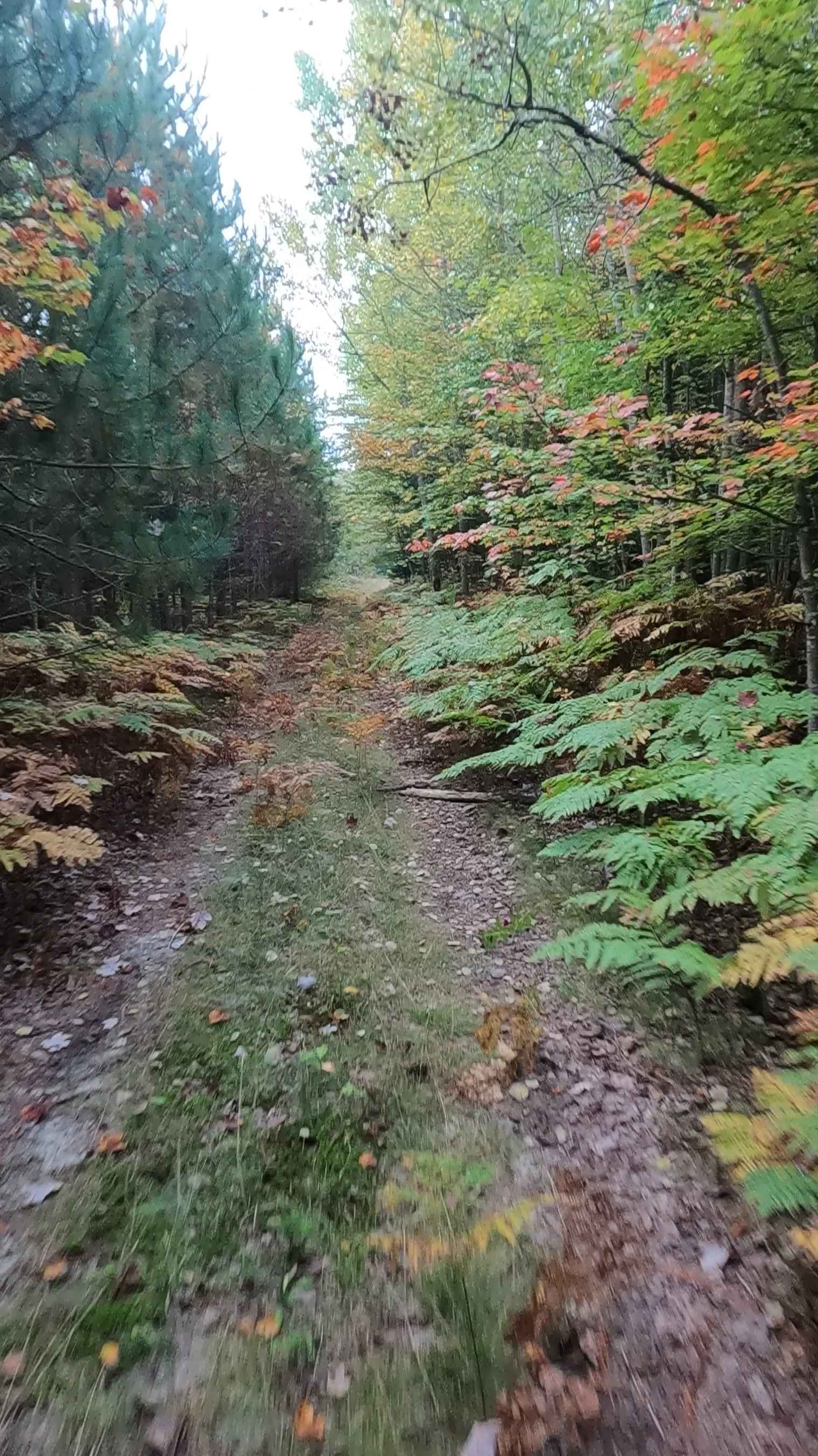 Strickler Truck Road - Grouse Loop