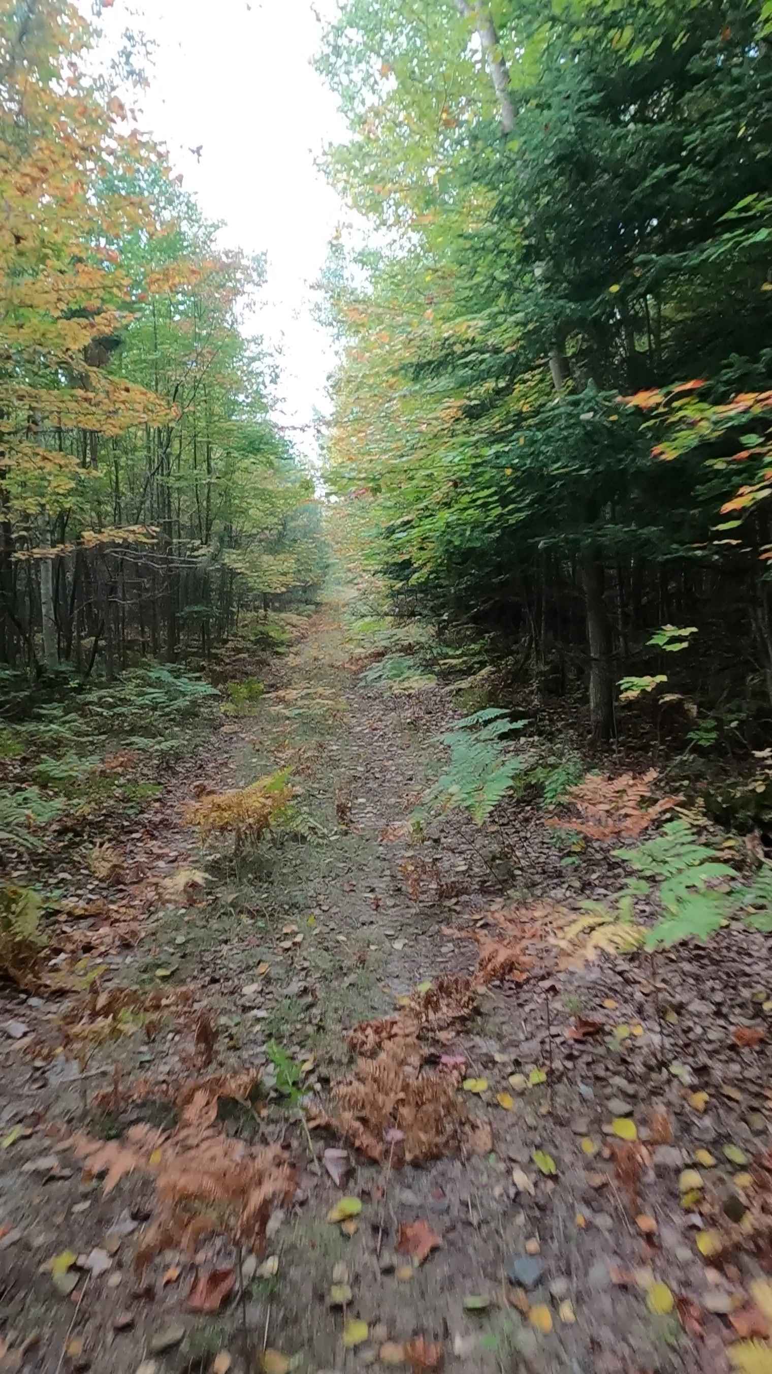 Strickler Truck Road - Grouse Loop