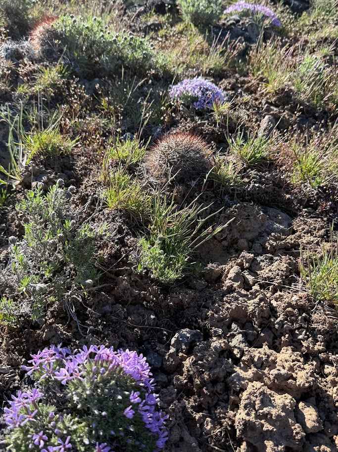 Green Gate Access - East Road