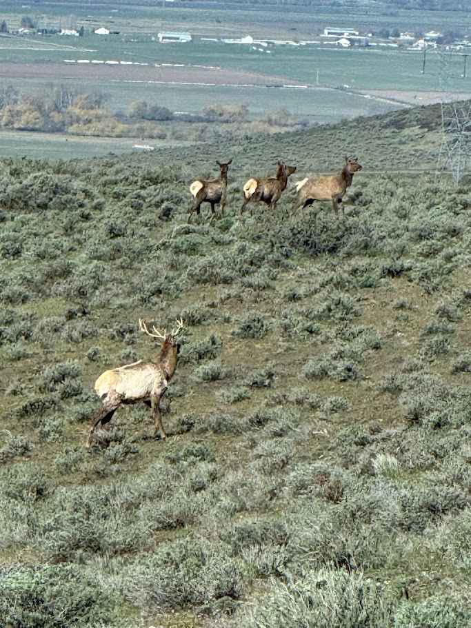 Green Gate Access - West Road