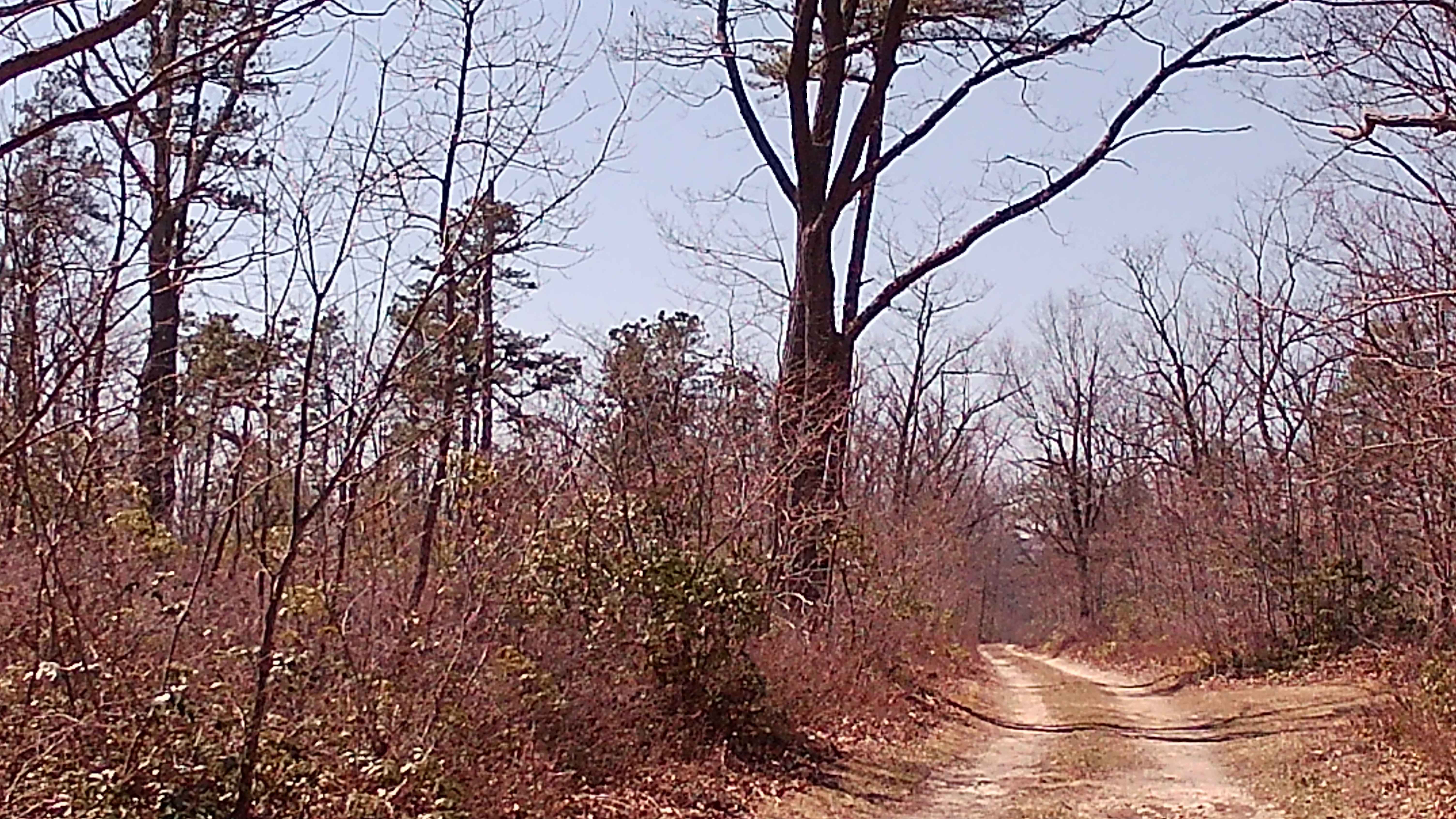 Turkey Call Lane
