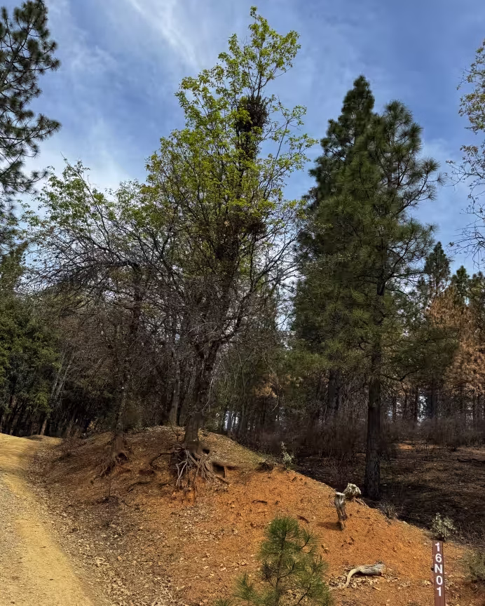 Pilot Grove - FS 16N01