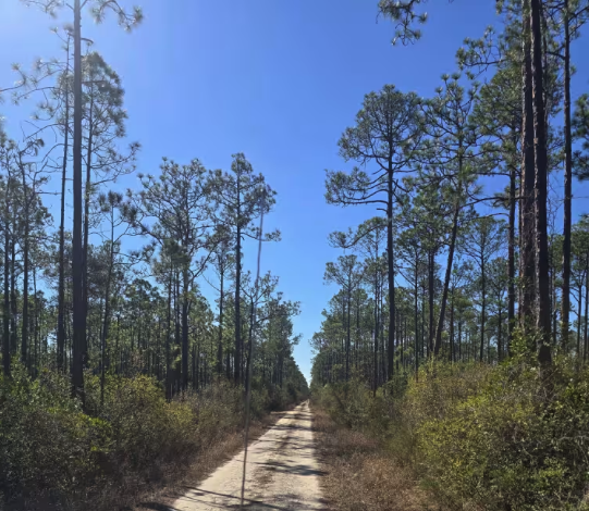 Point Washington State Forest Road 31