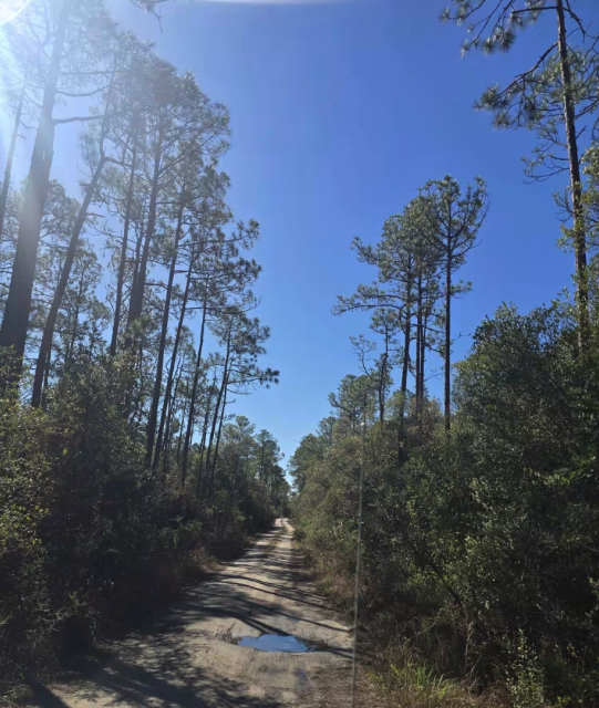 Point Washington State Forest Road 31