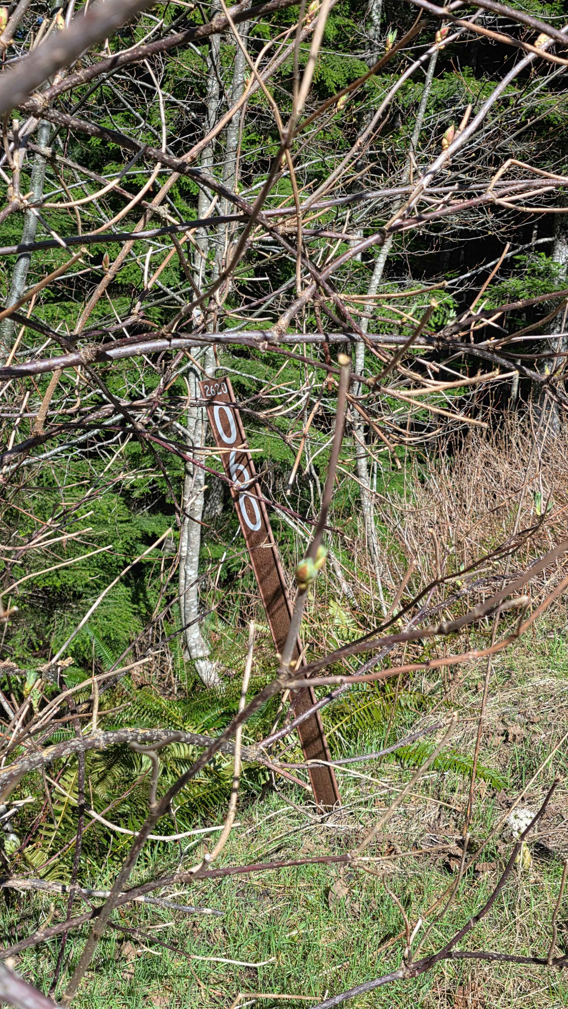 Buck Mountain Ridge Rd - FS 2060060