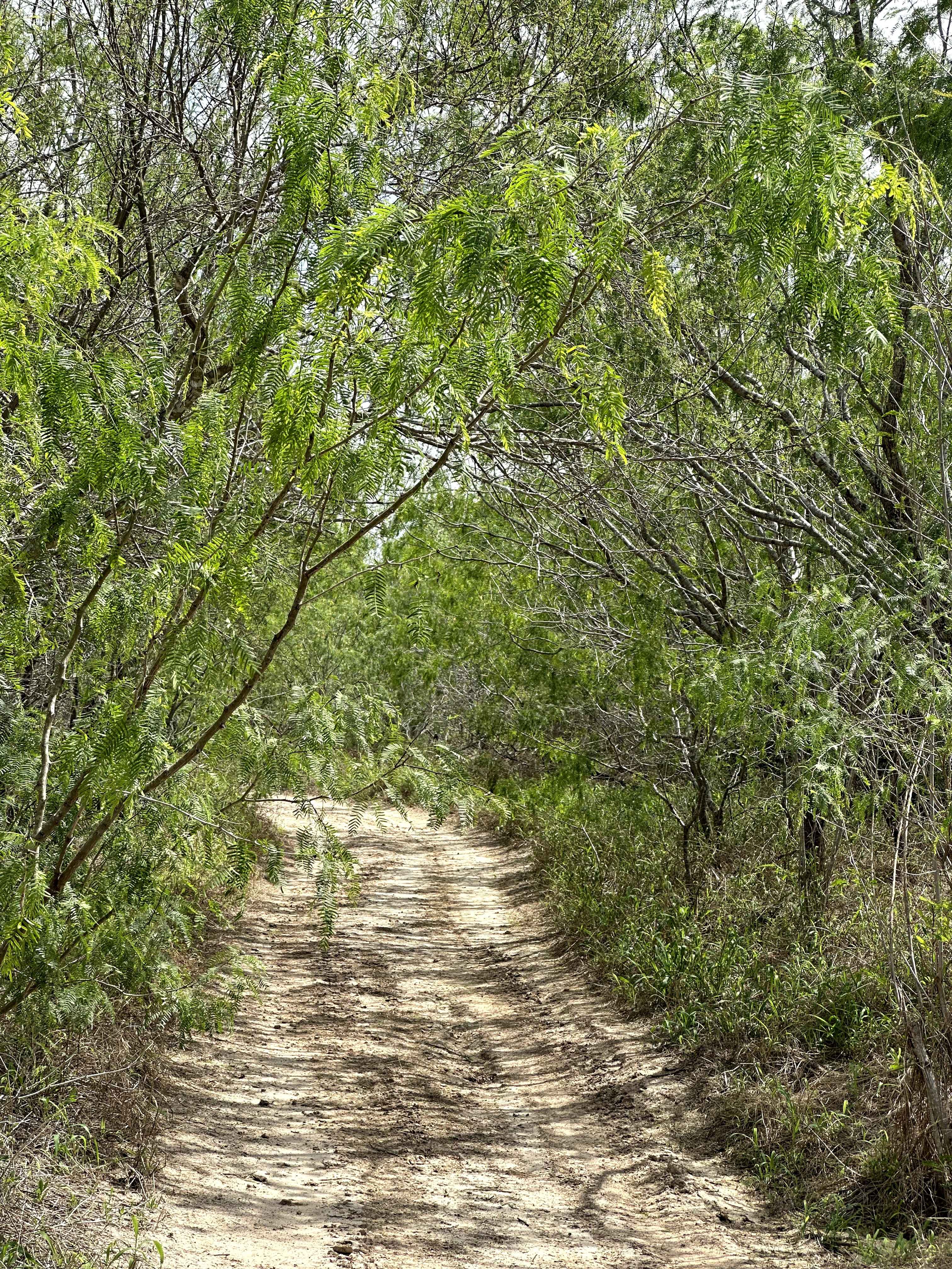 Mosquito Track