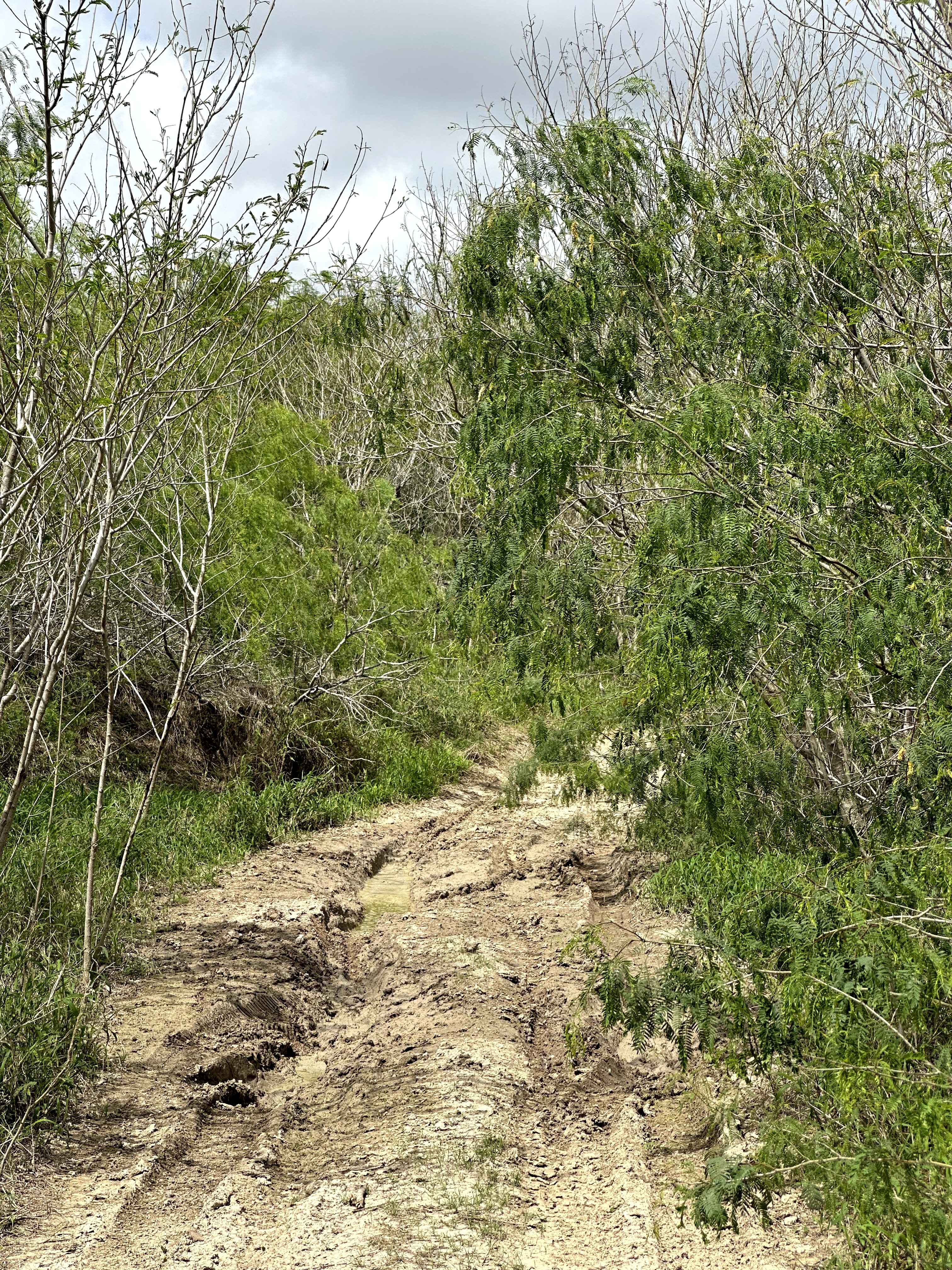 Mosquito Track