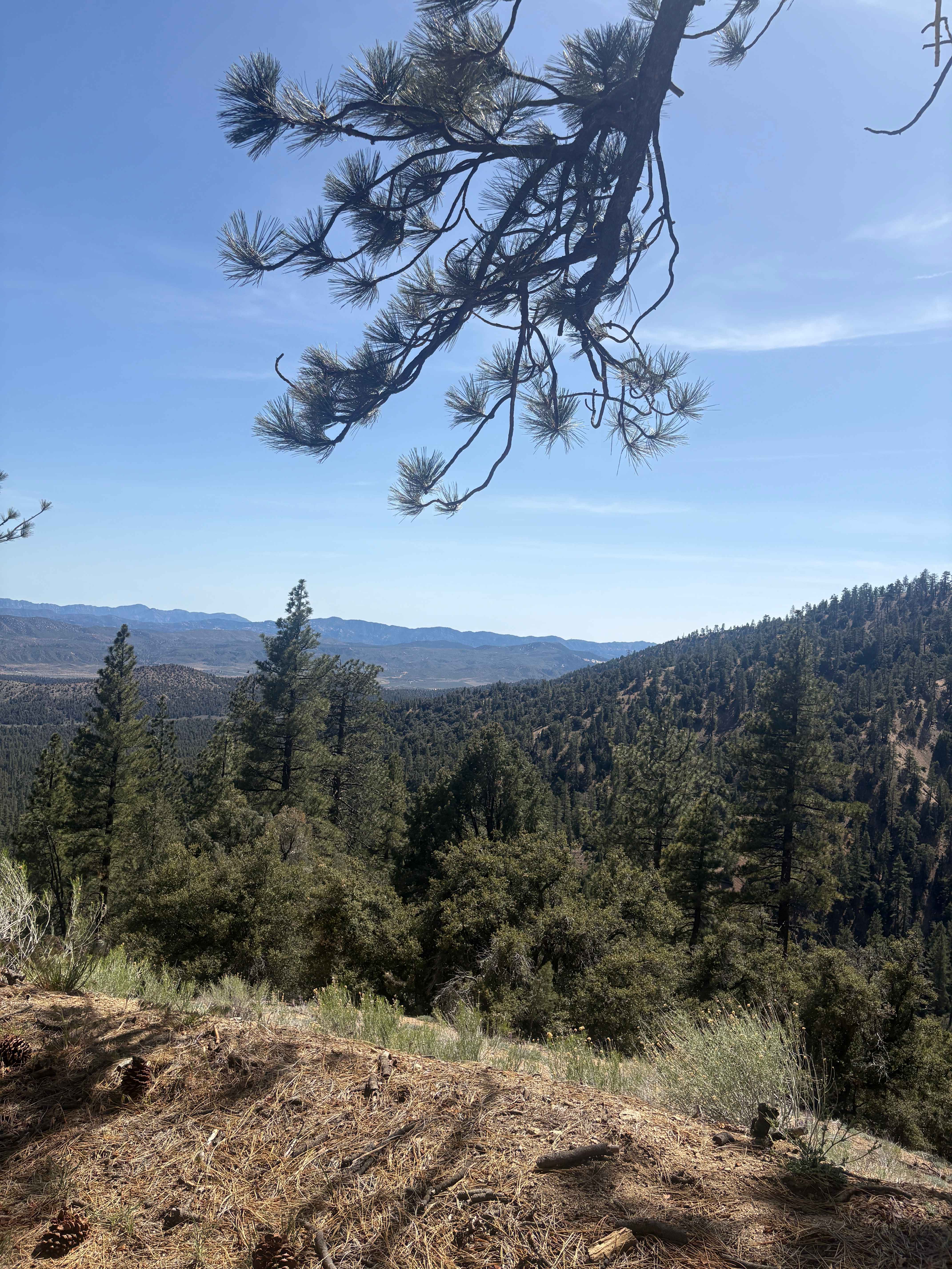 Seymour Creek - FS 8N05