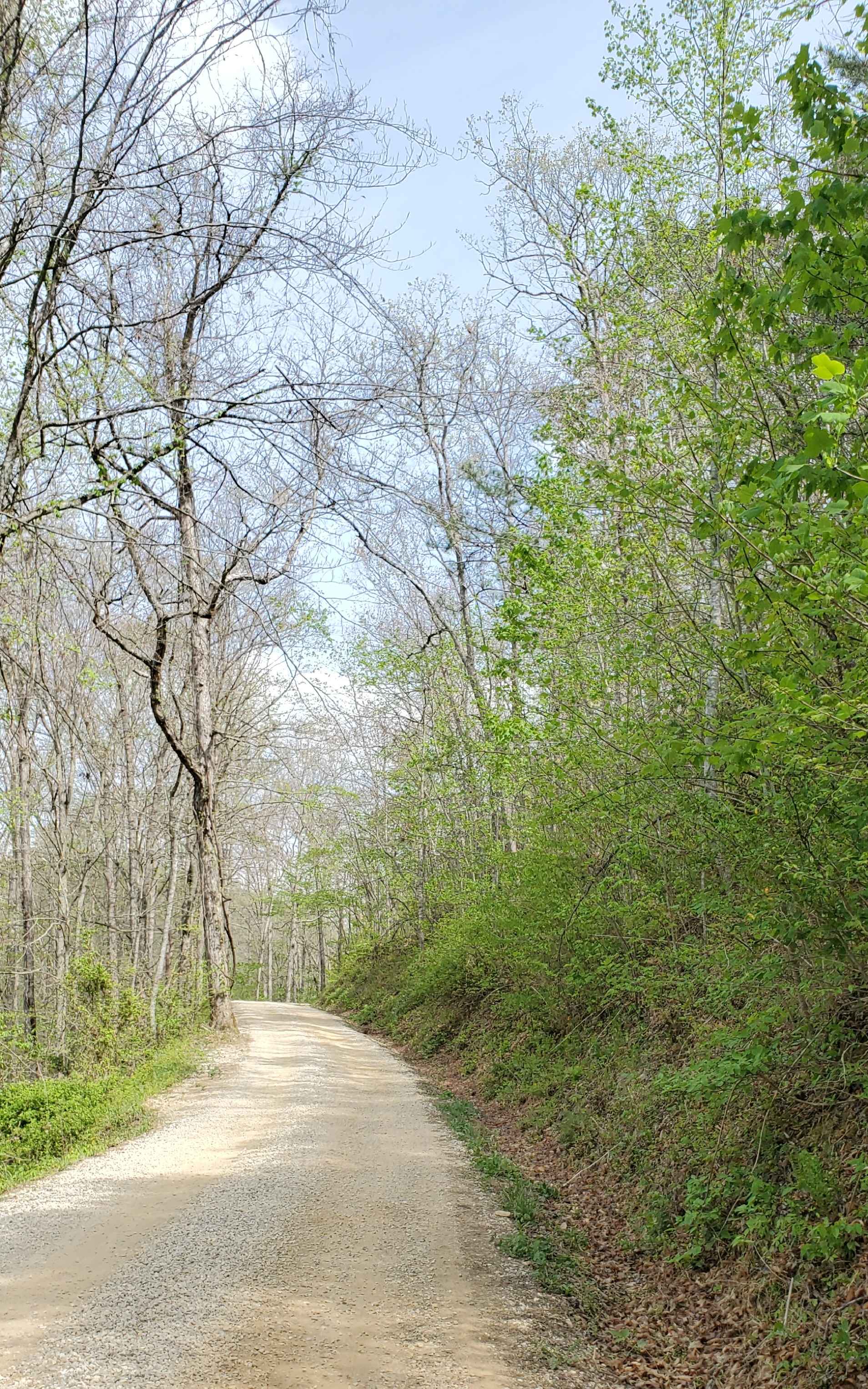 Beech Timber