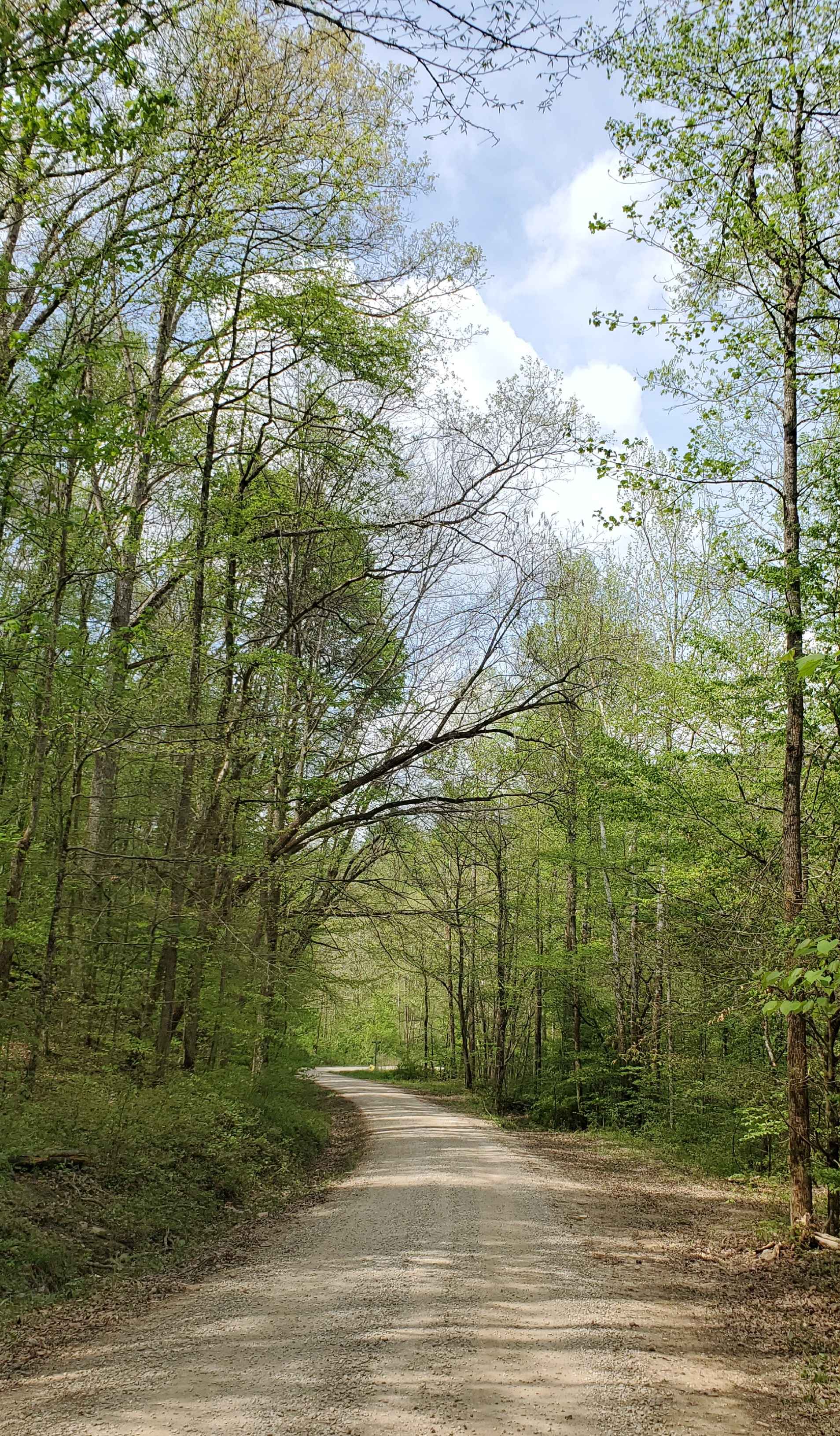 Beech Timber