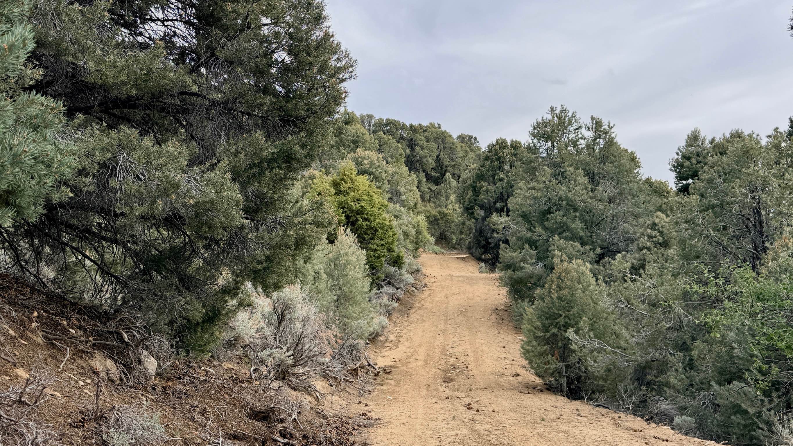 Willow Creek Loop (FS43493)