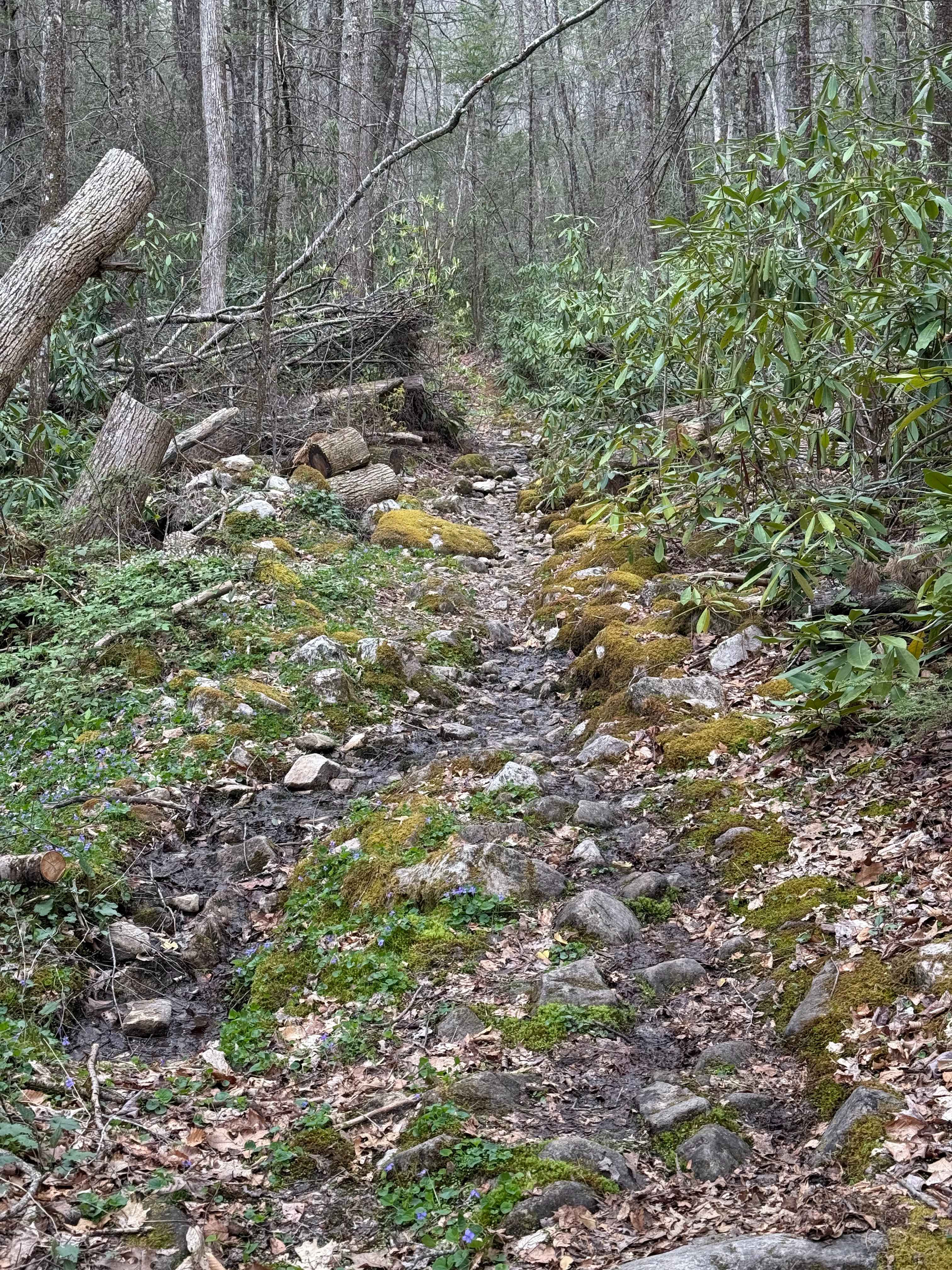 Beech Grove