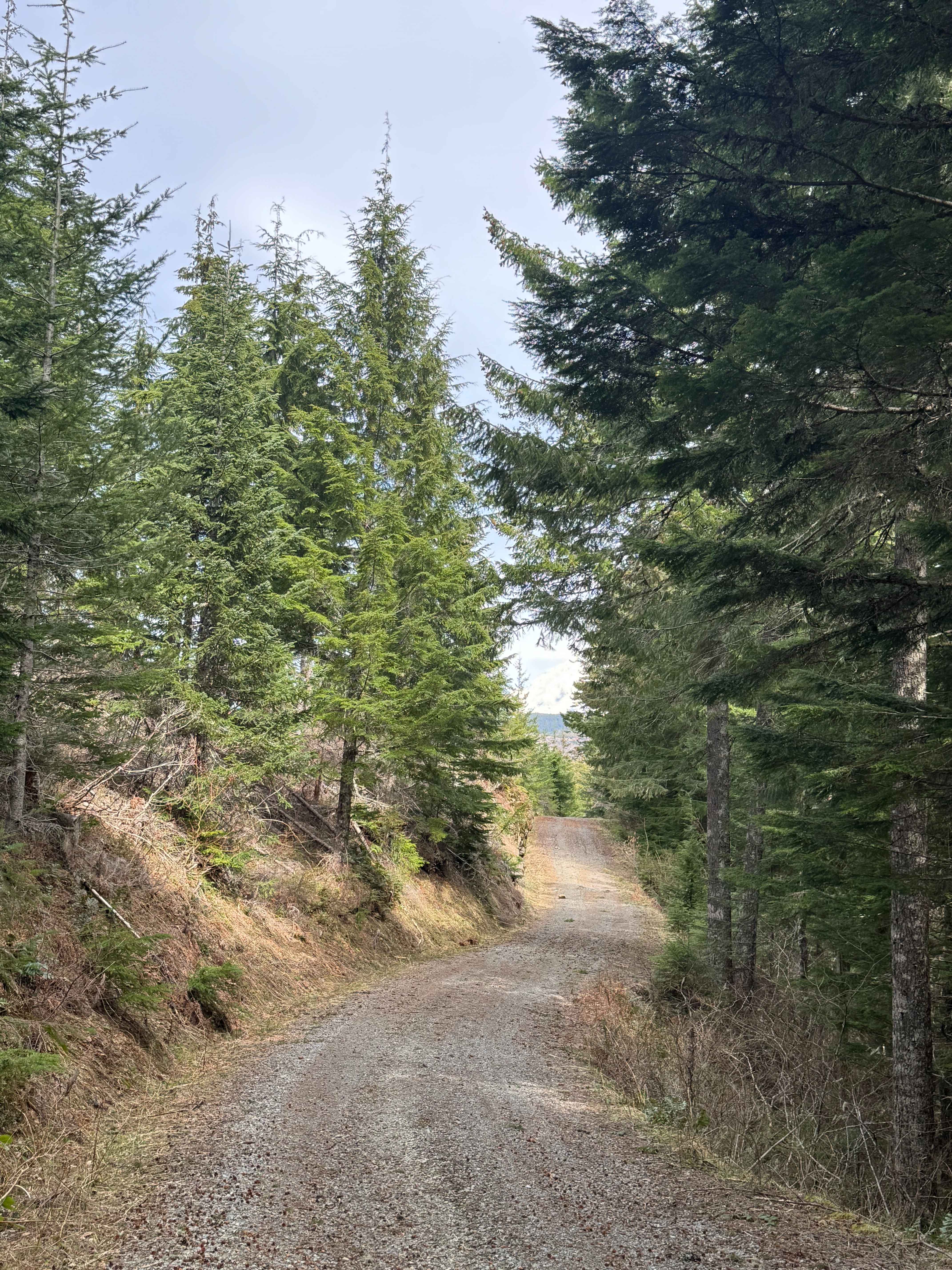 Newaukum Road - FS 7100