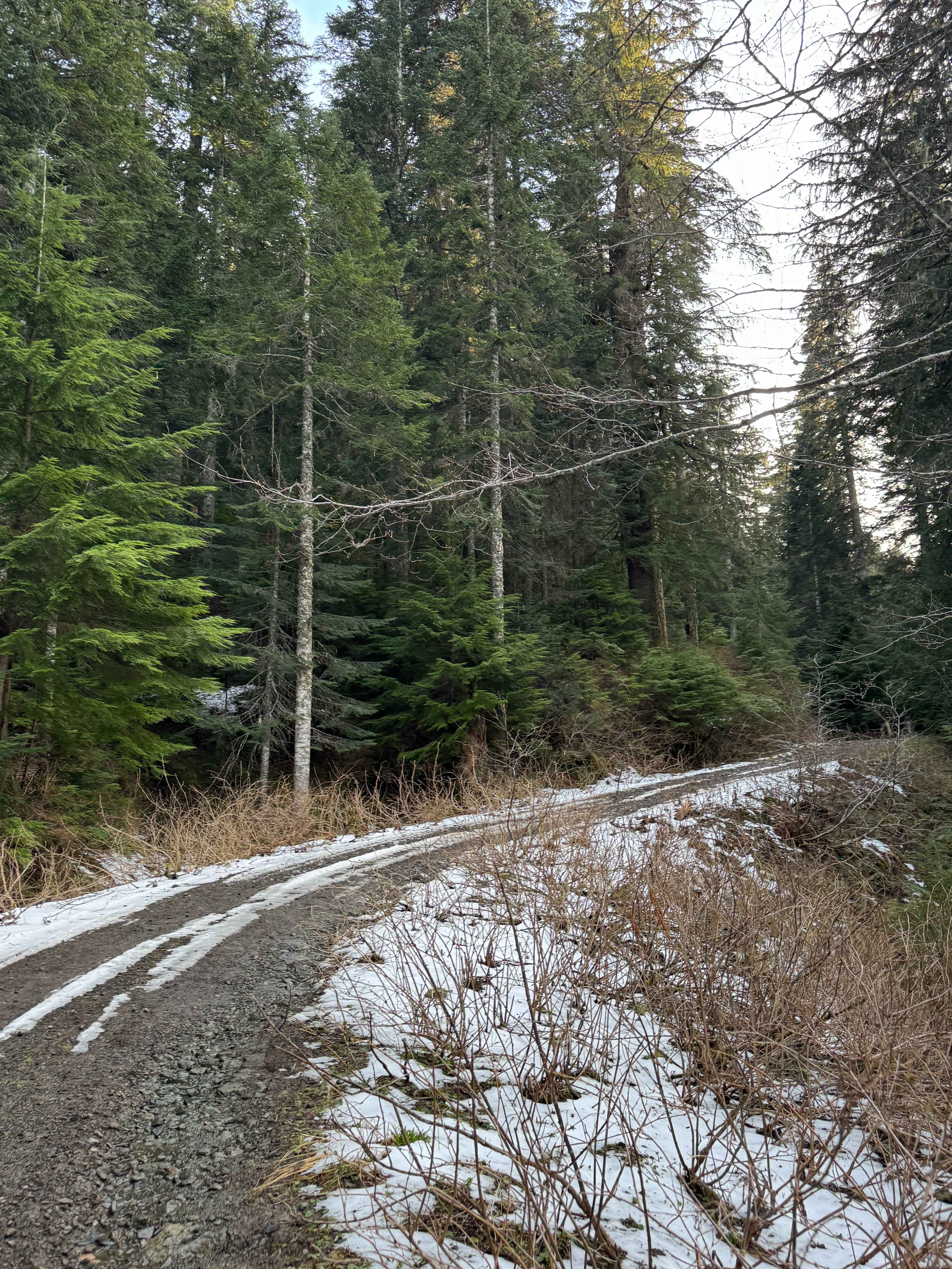 Newaukum Lake Road - FS 7100115