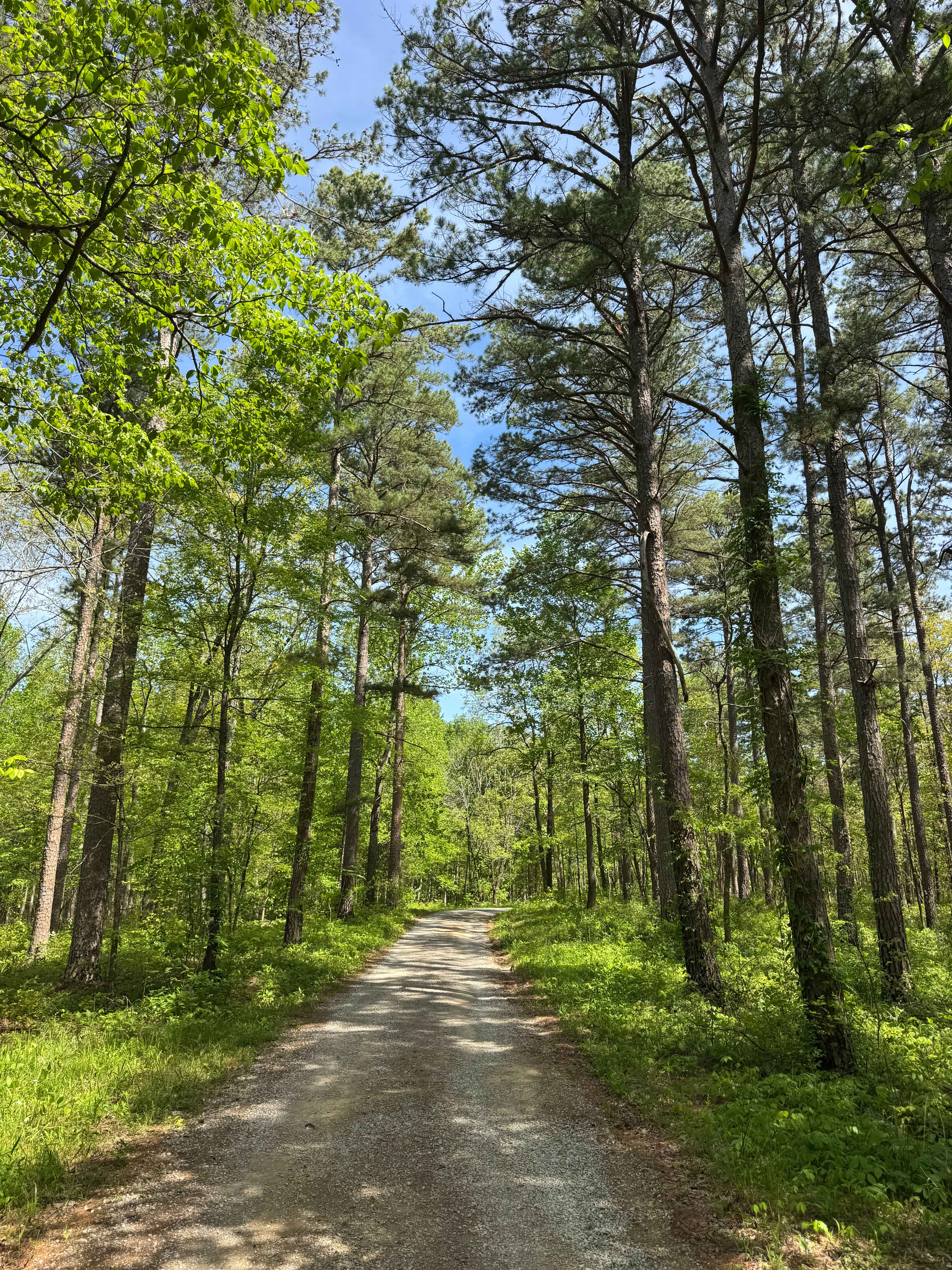 One Horse Gap Lake Trail