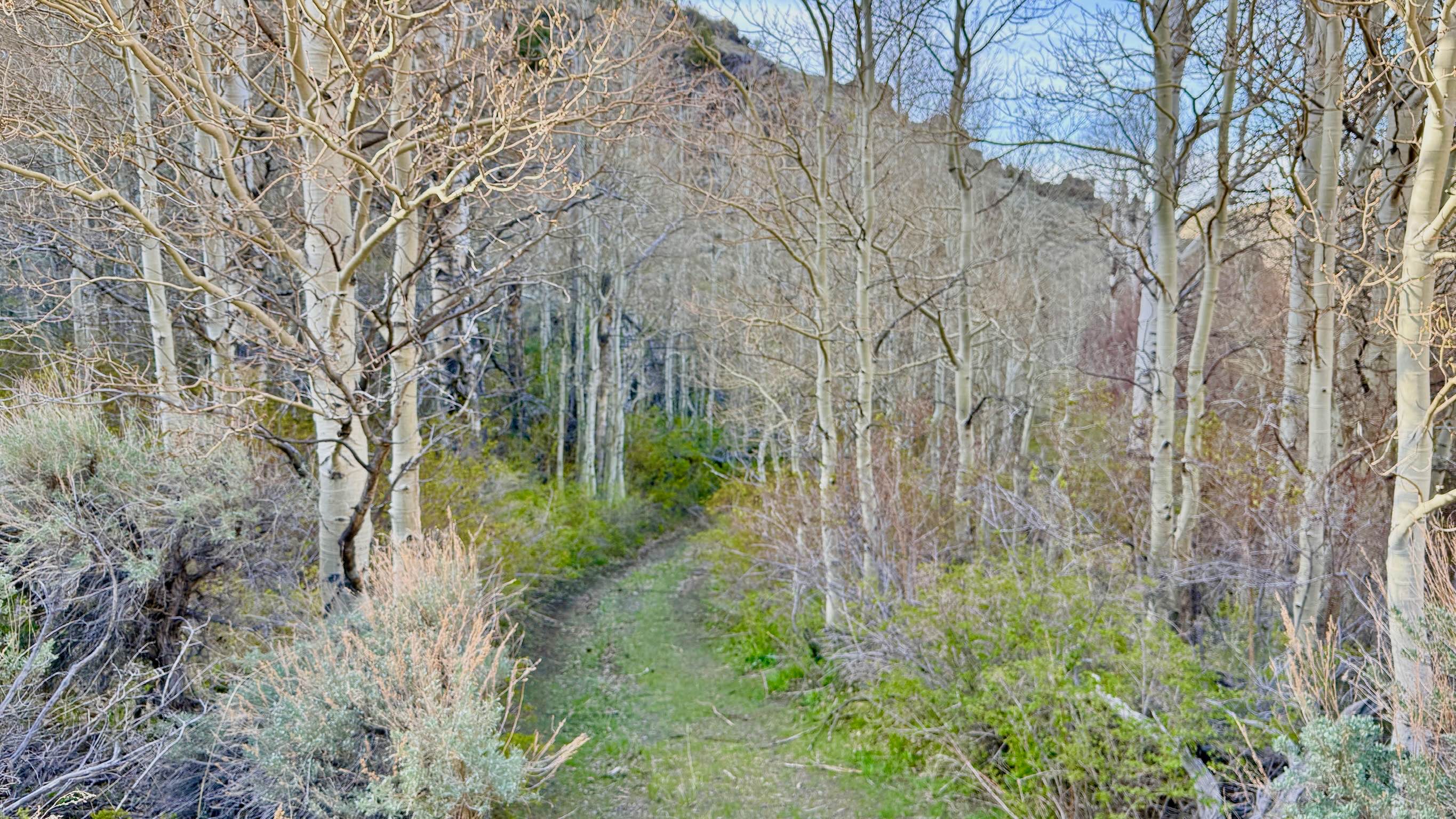 Veatch Canyon Road - FS 43233