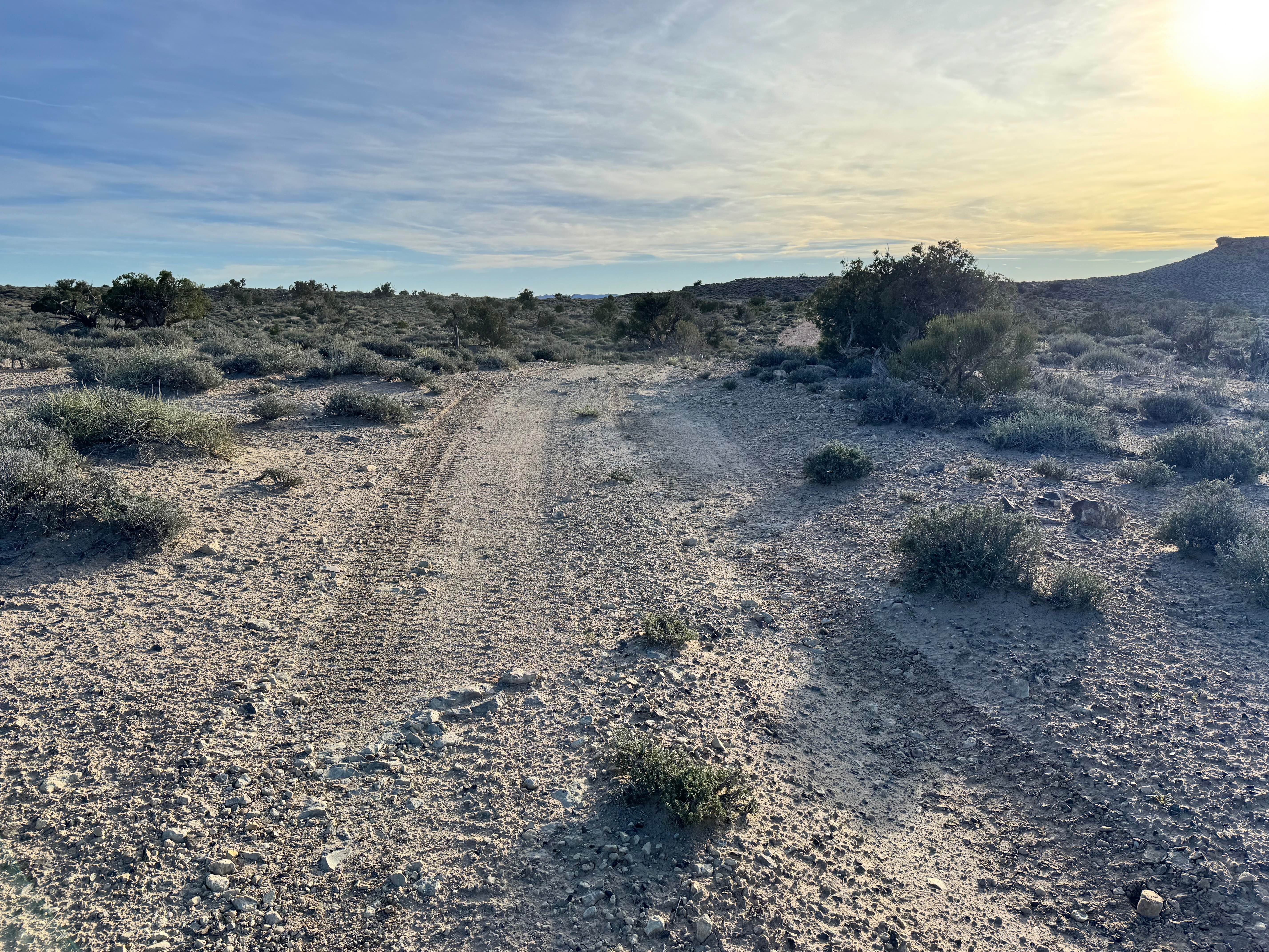 Cactus Rat Hills