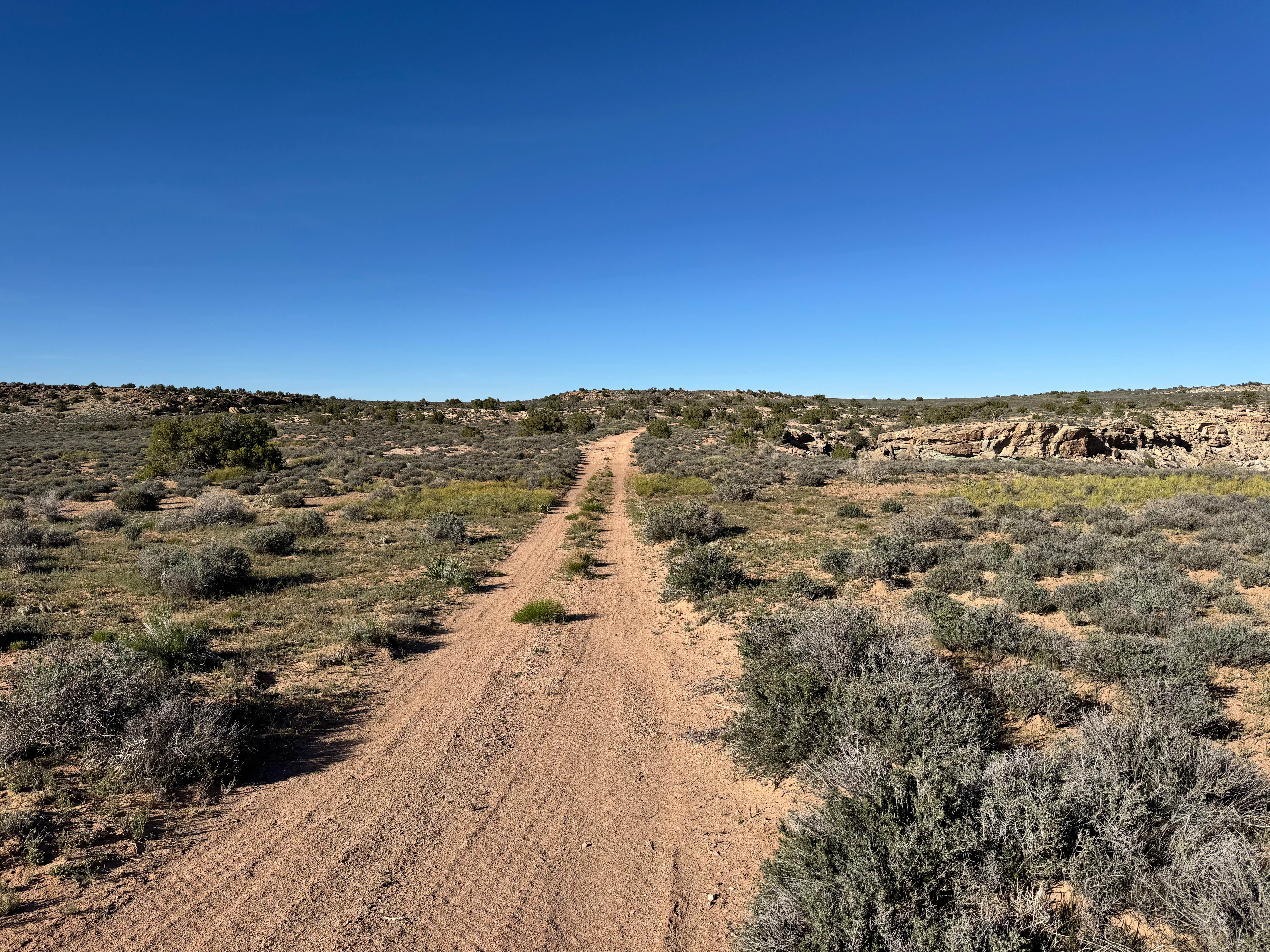 Yellow Cat Loop