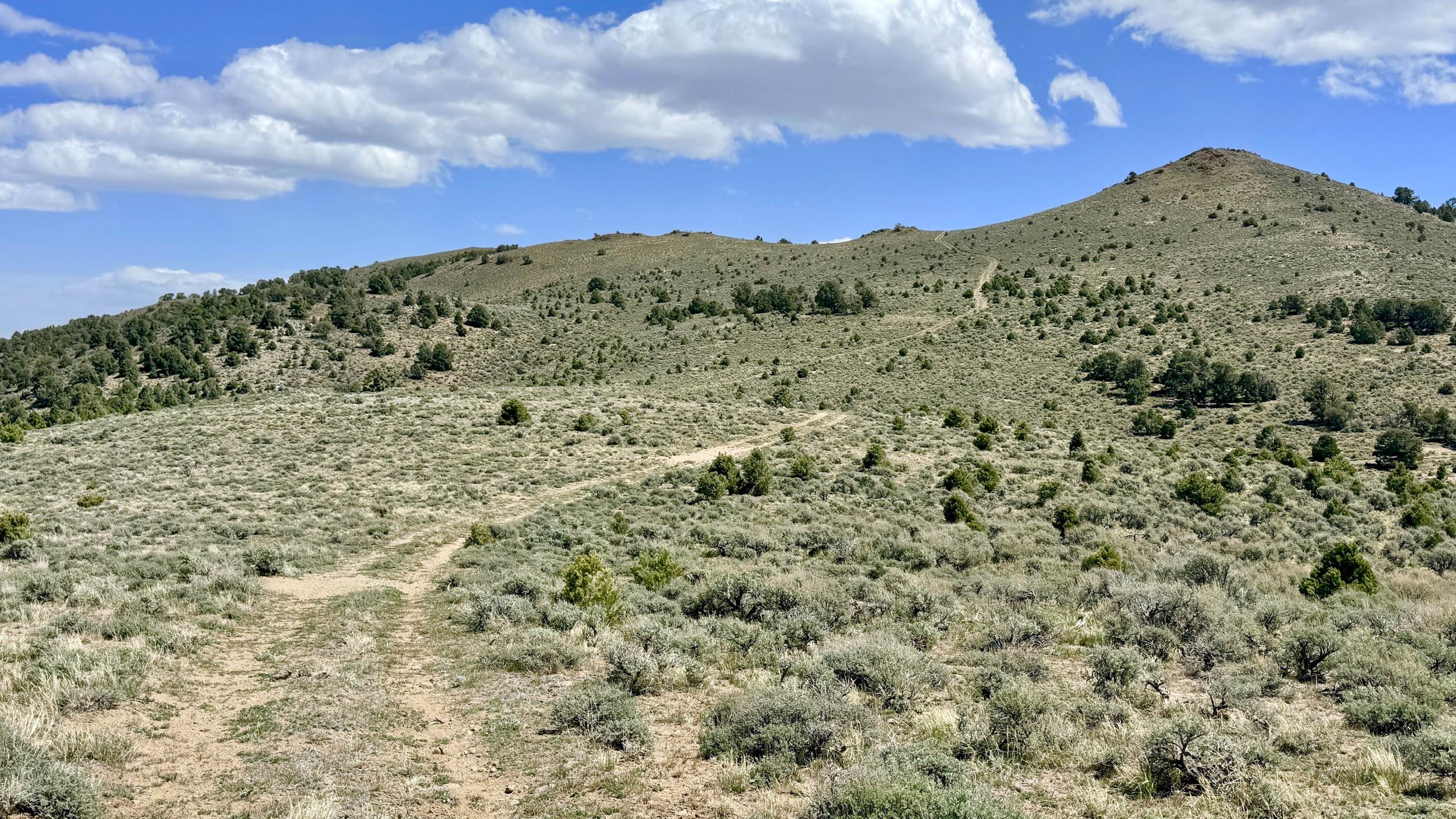Blackbird Spring Loop - FS 43250