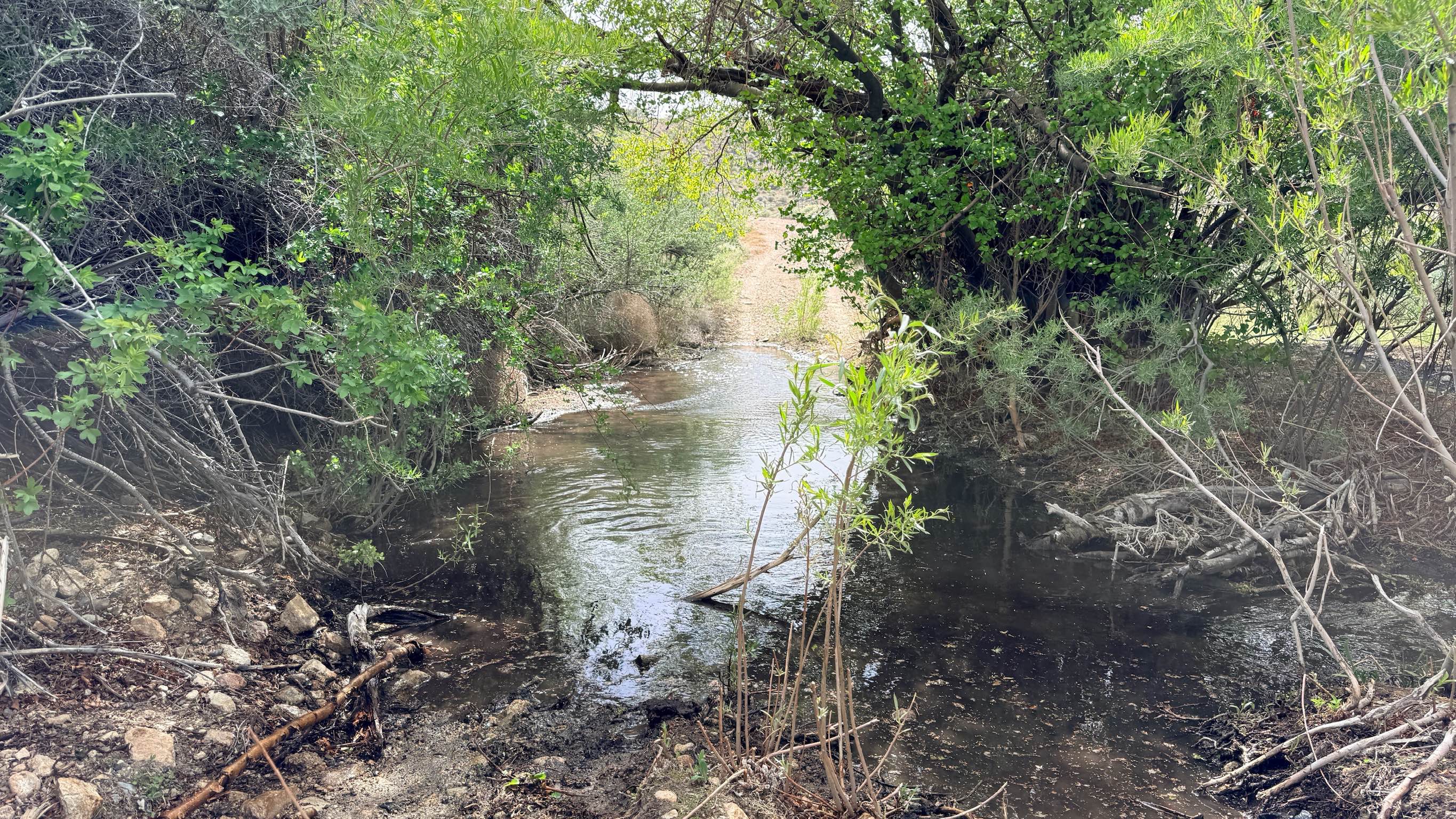 Lynch Creek Loop - FS 43275