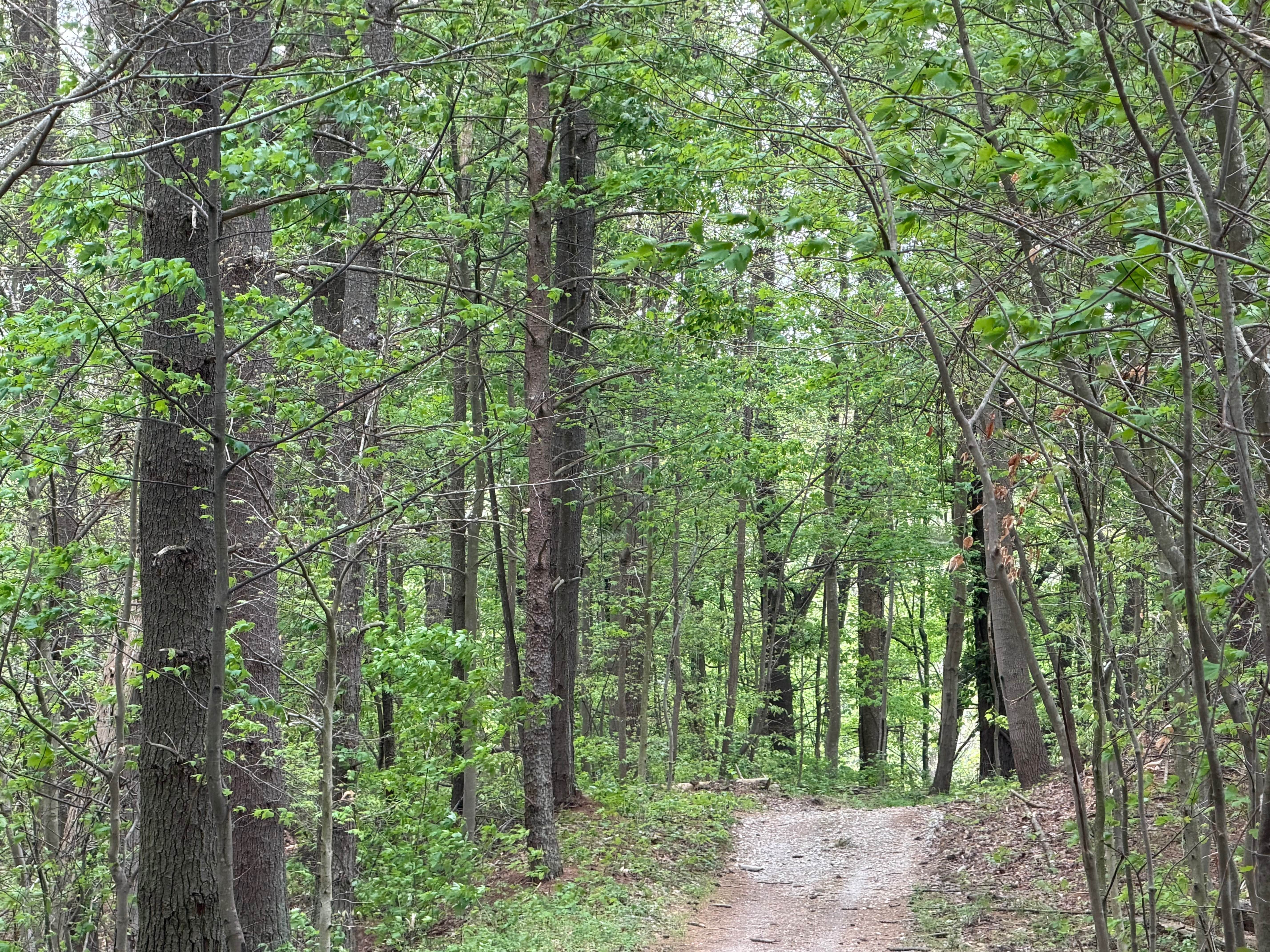 Pine Cutoff