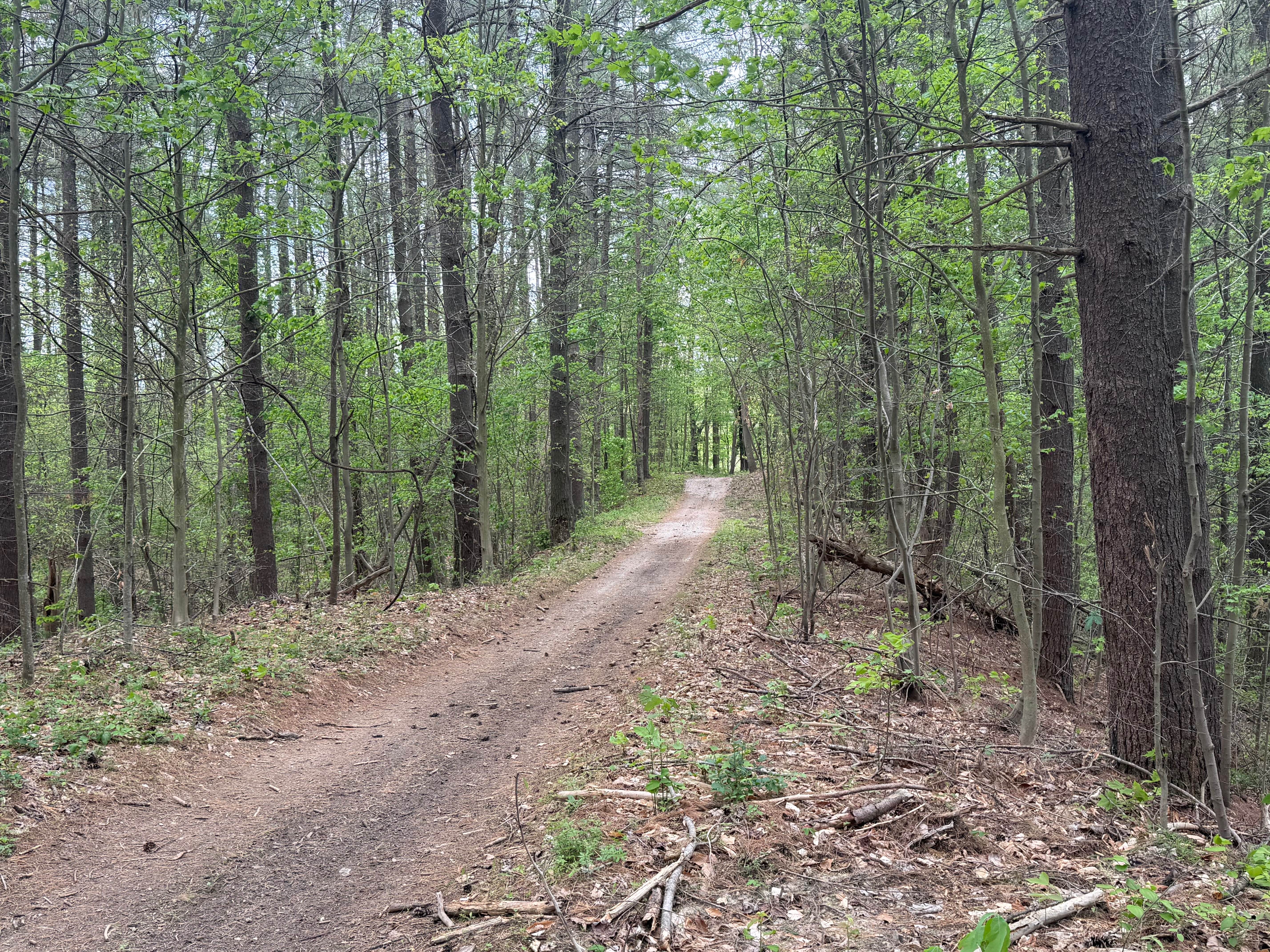Pine Cutoff