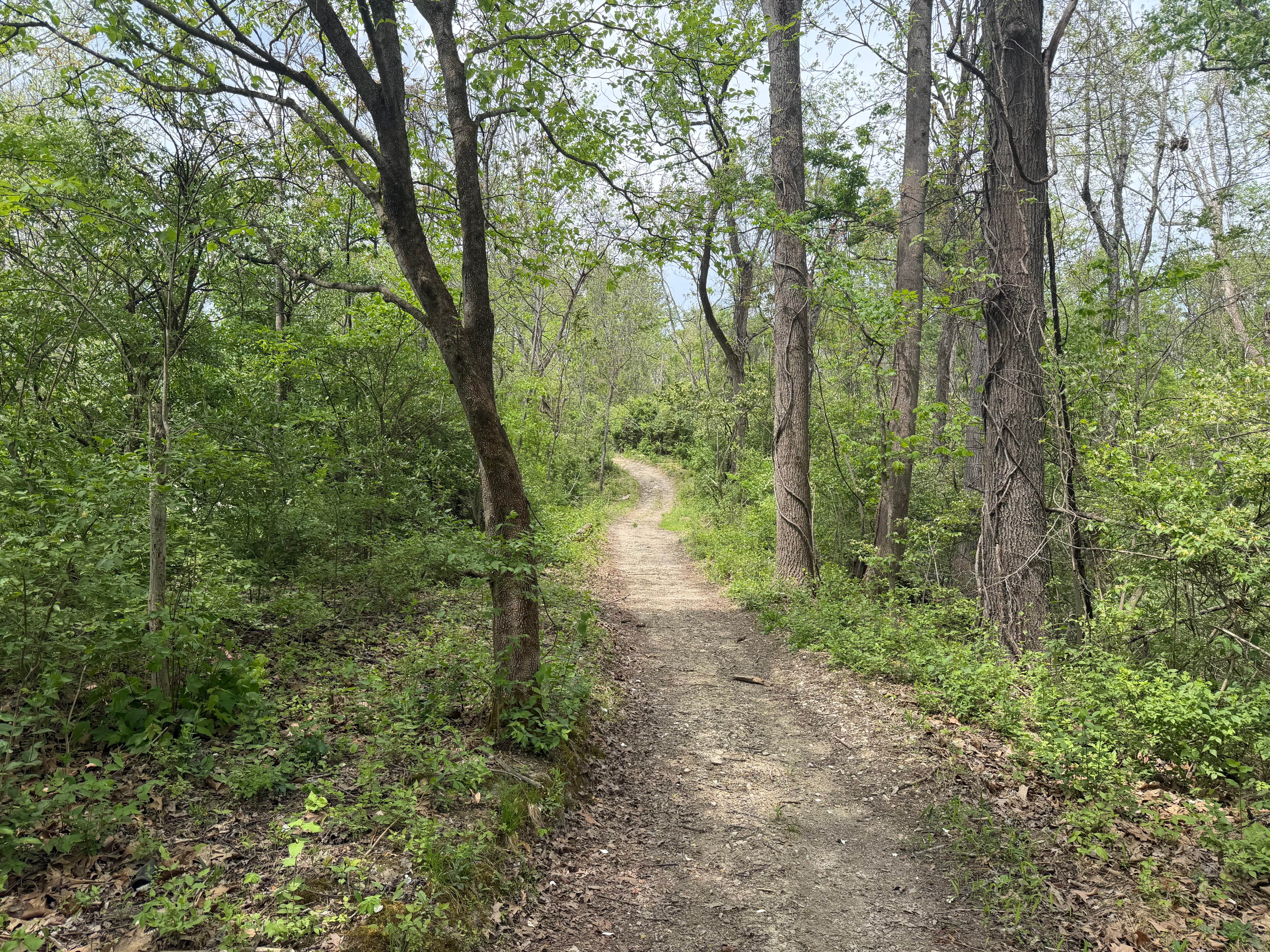 Saw Mill Trail