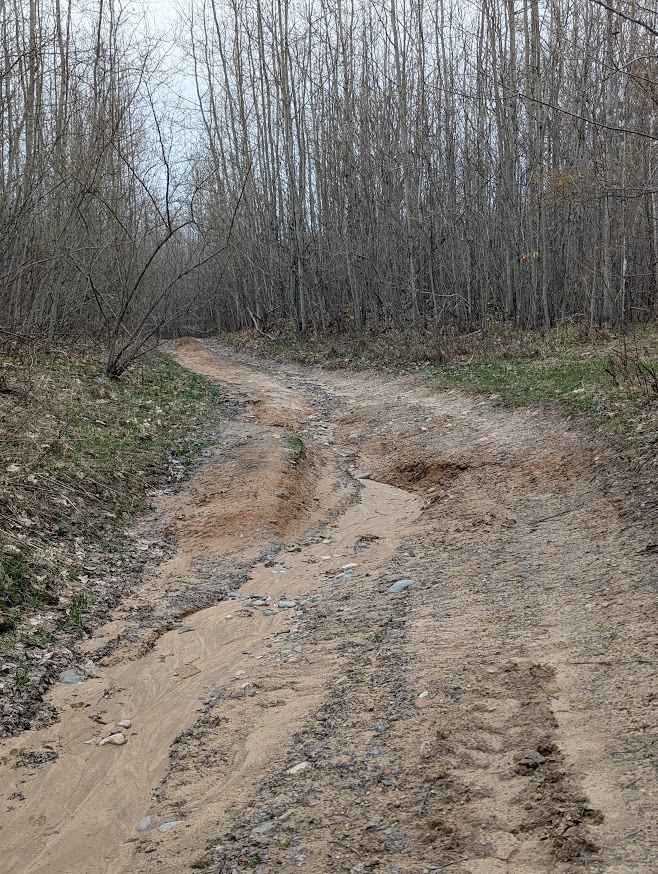 Birch Tree Trail