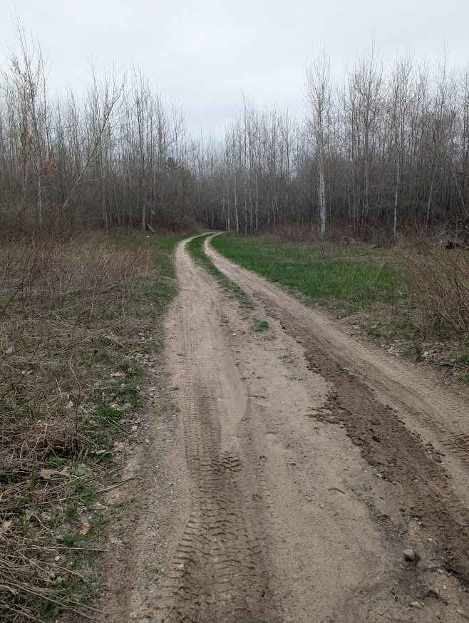 Birch Tree Trail