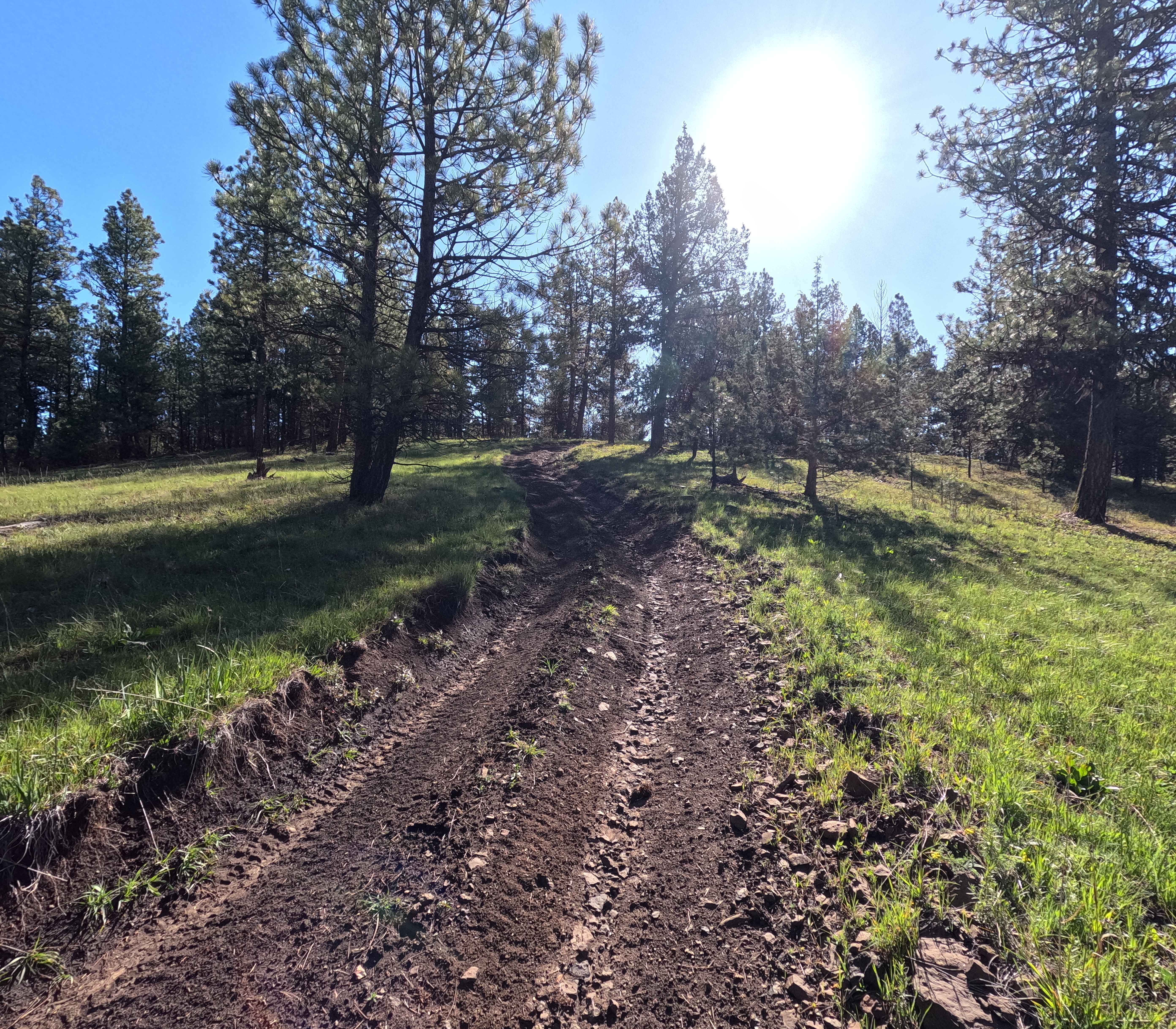 Snow Shoe Flat Trail - 40
