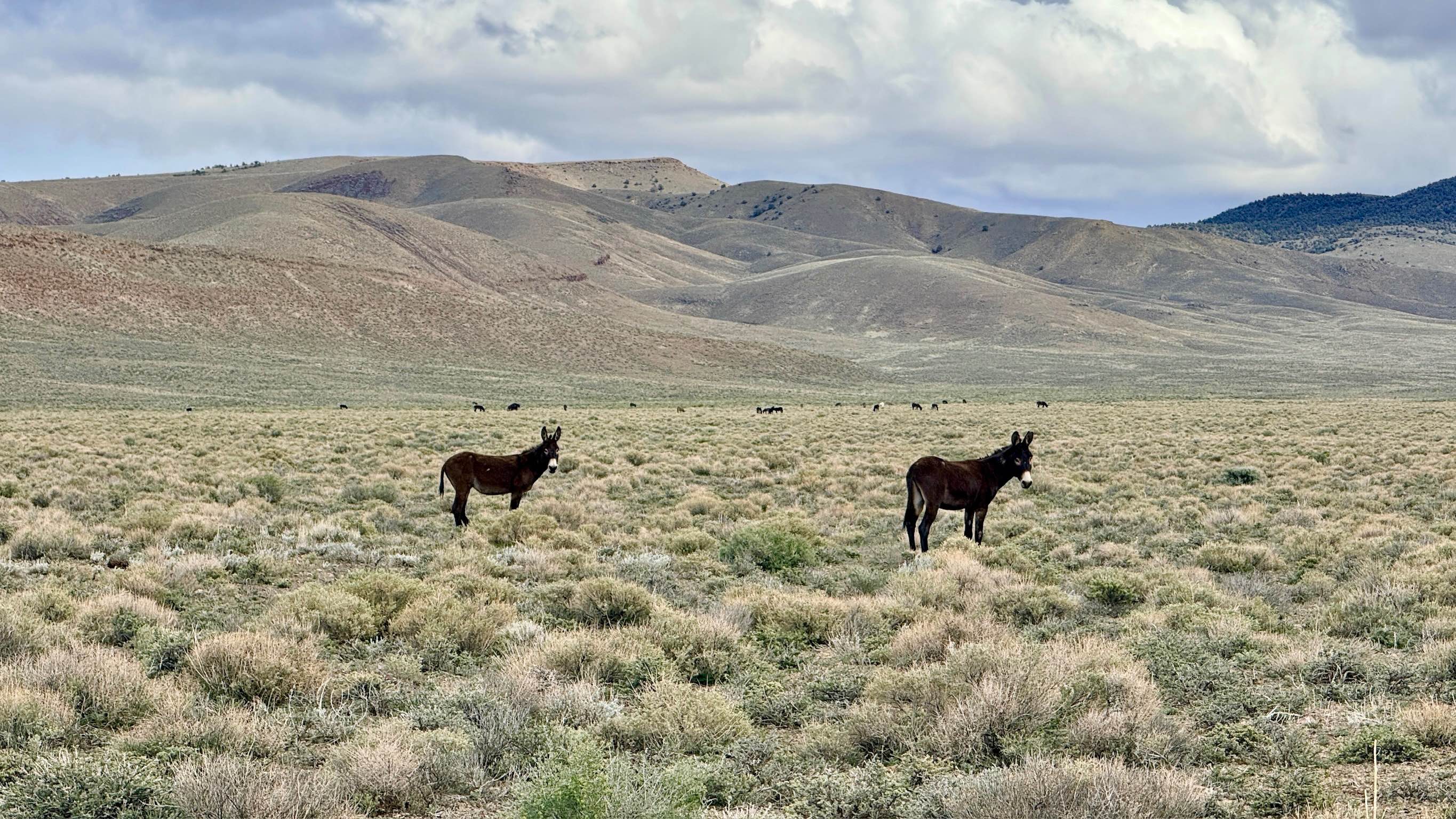 Lower Canyon Cutover Trail - BLM 288