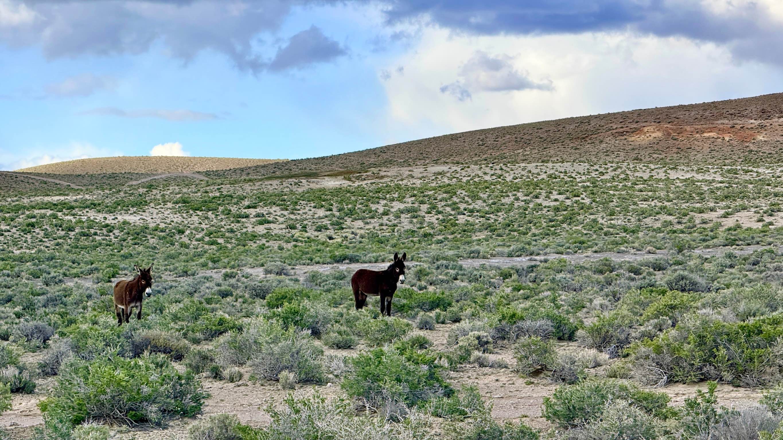 South Hot Springs Rd - BLM 206