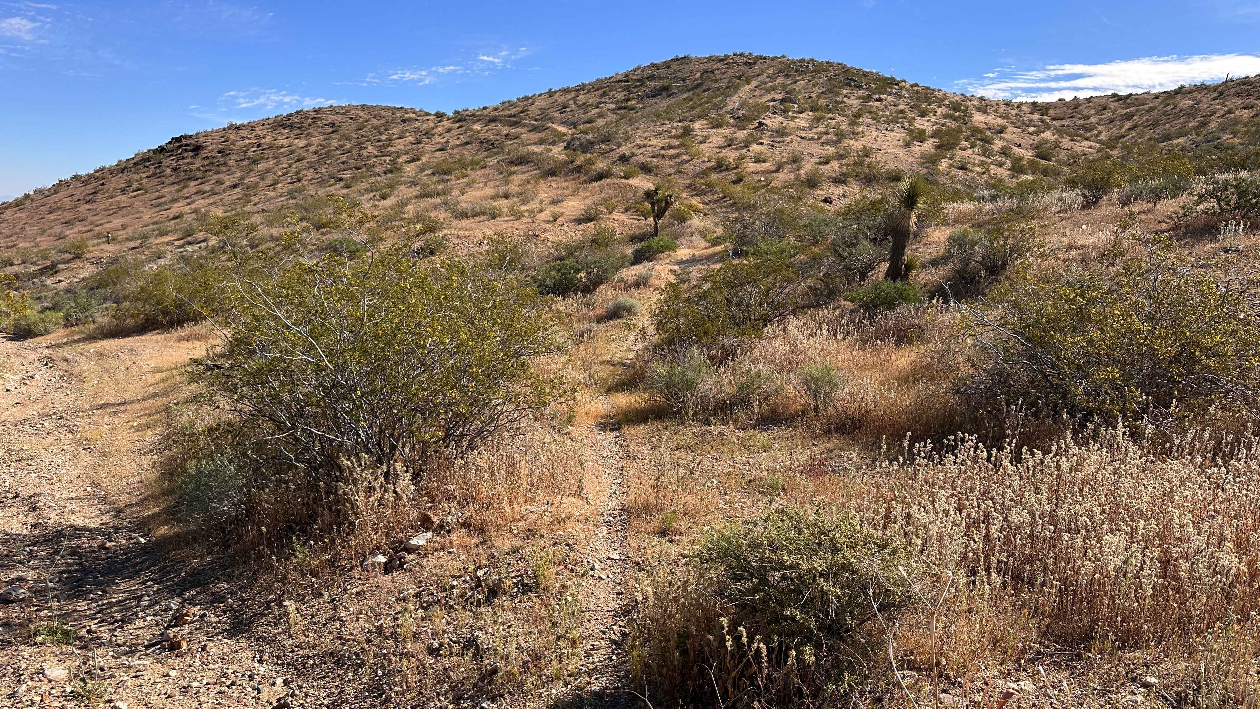 Lost Prospector