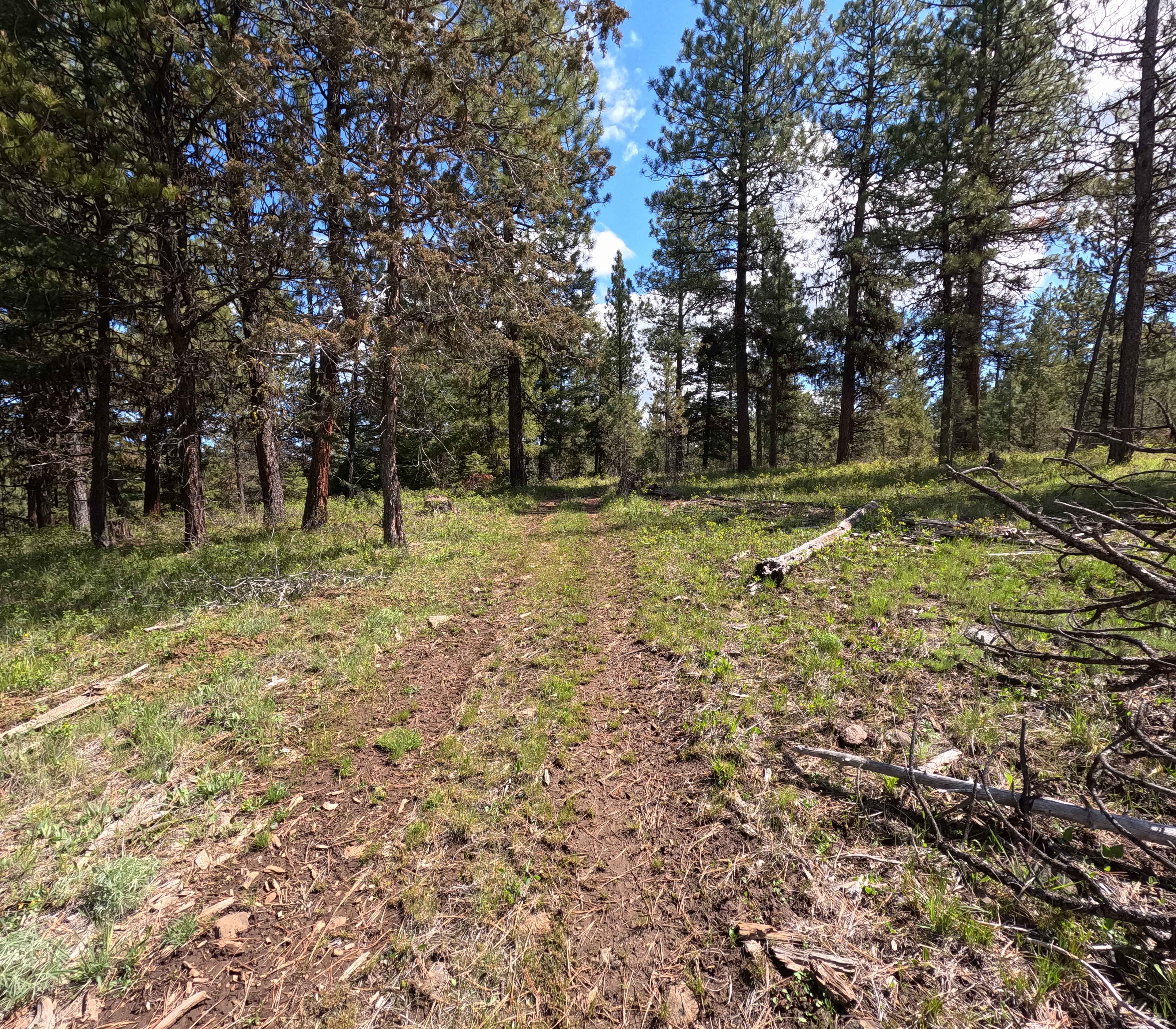 Trail 86