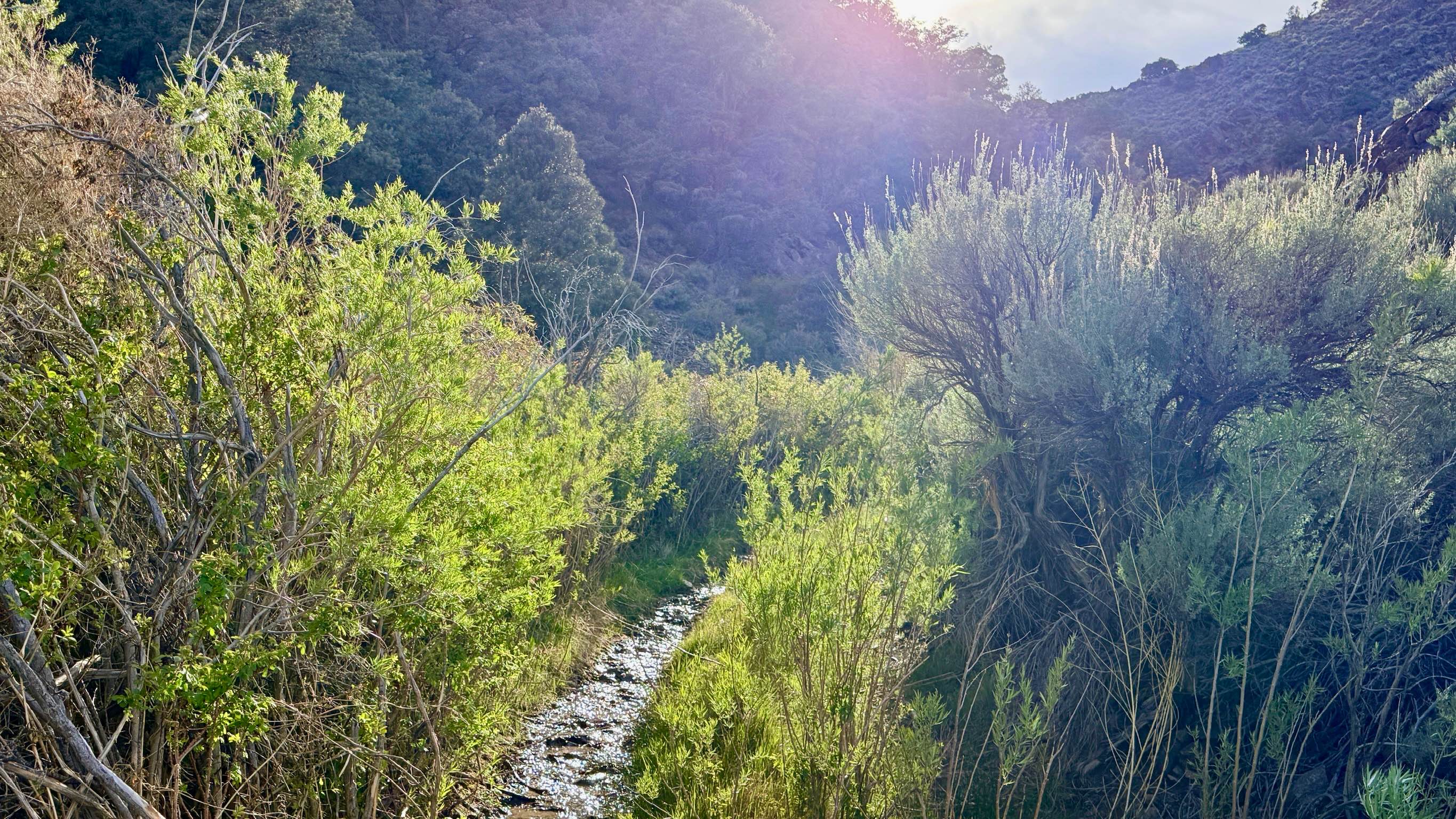 Antelope Creek - FS 44430