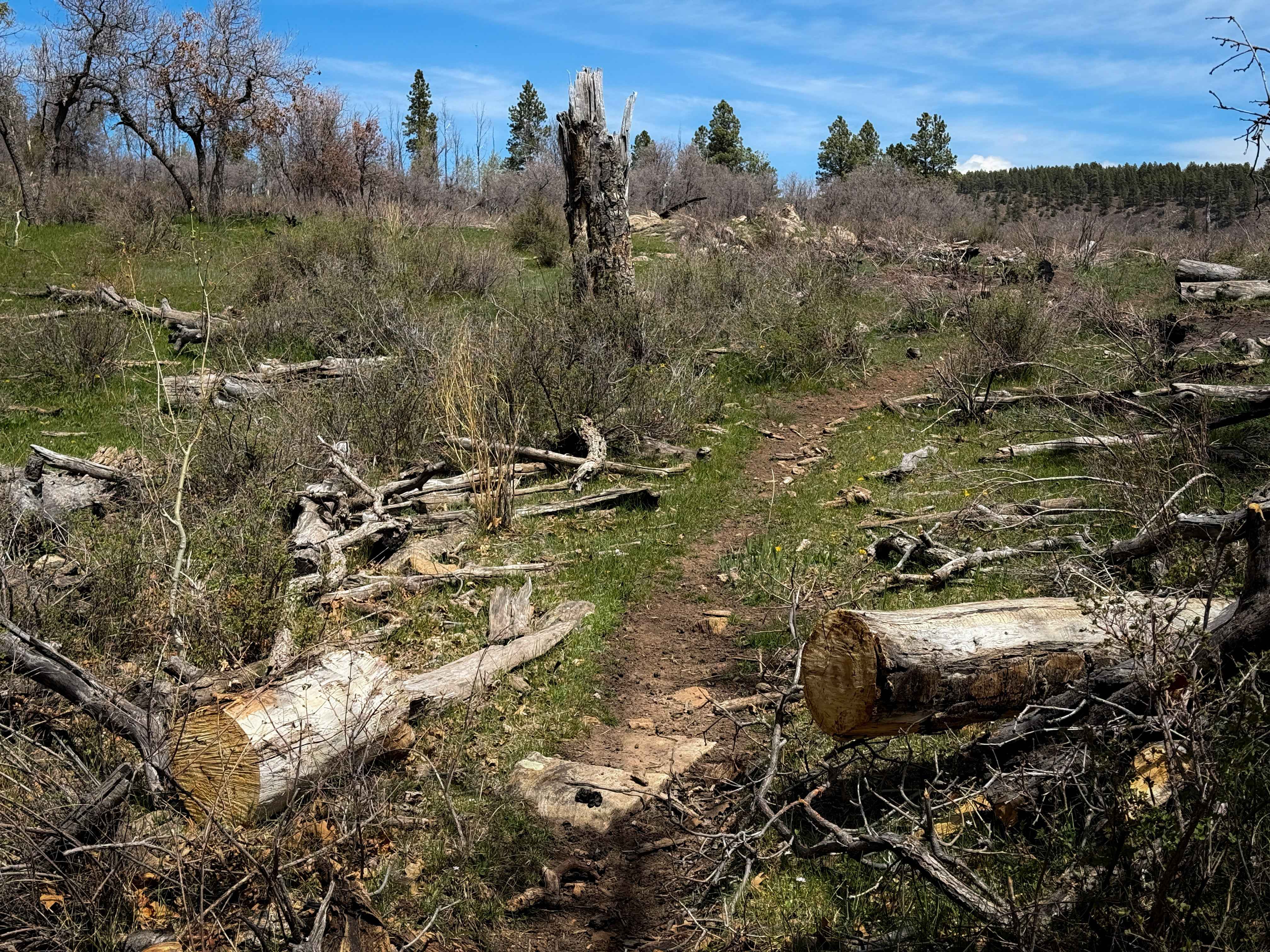 Trust Lands Singletrack (South)