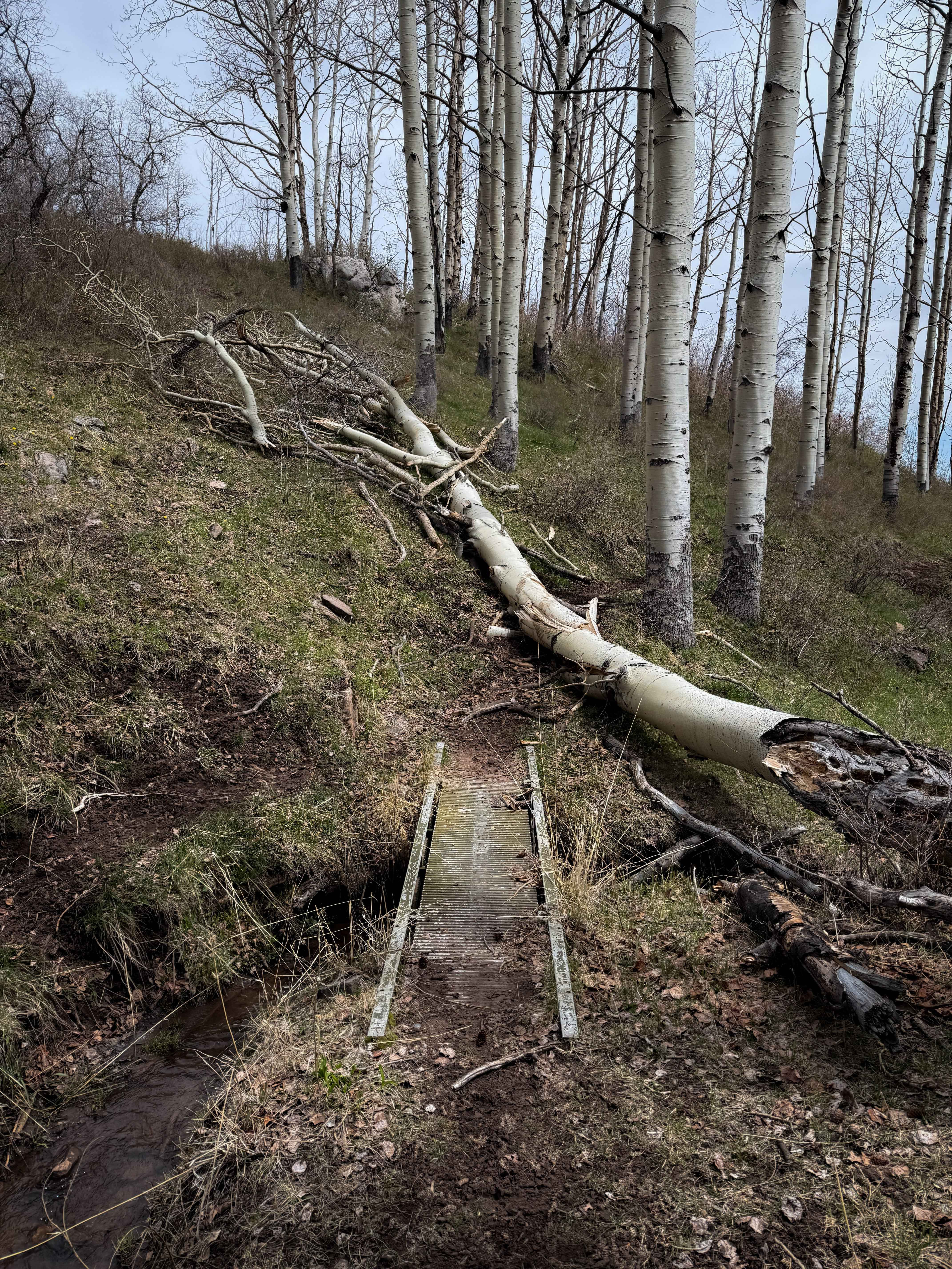 Trust Lands Singletrack (North)